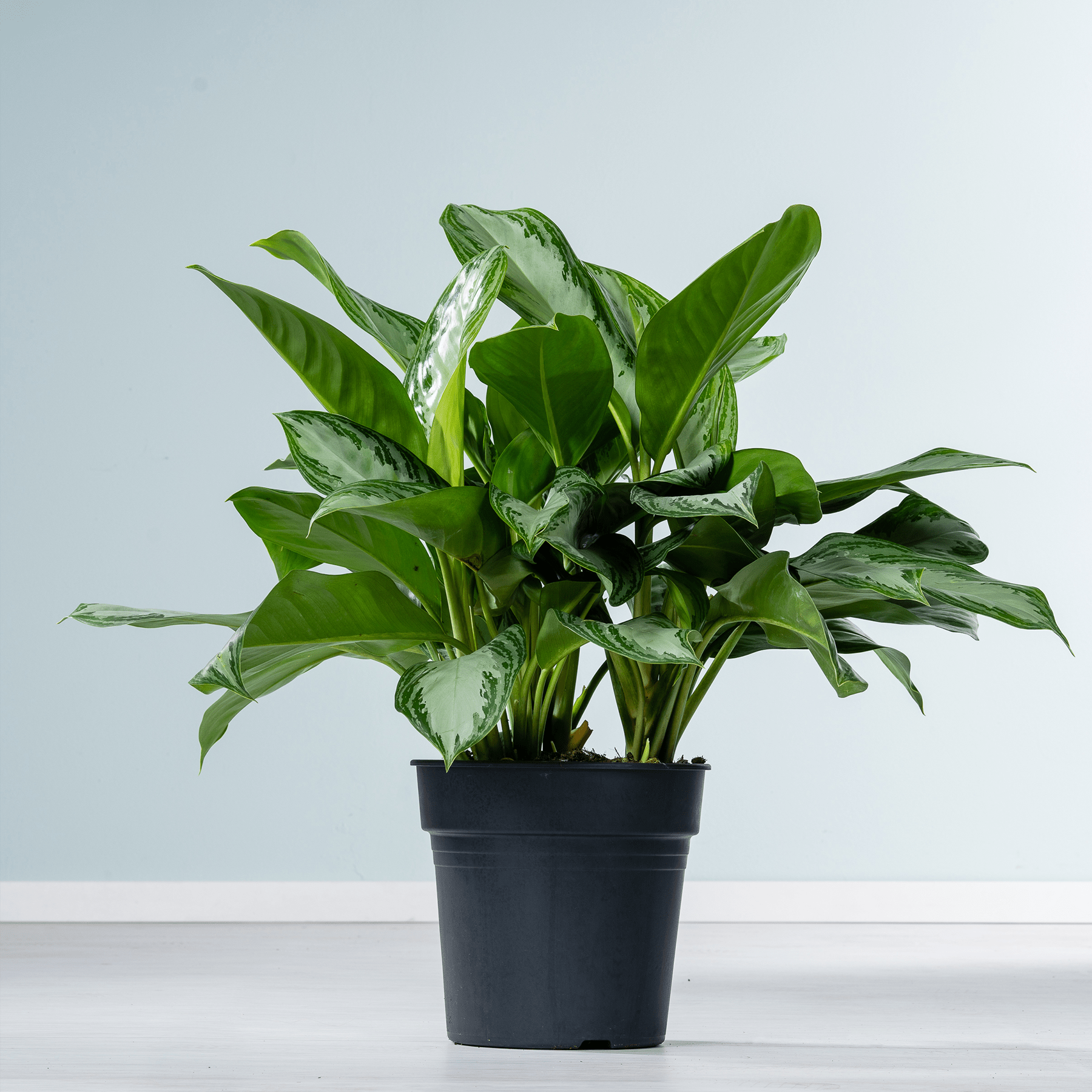 Eine üppige, grüne Zimmerpflanze mit großen, leuchtenden Blättern steht in einem schwarzen Topf vor einem schlichten, hellen Hintergrund.