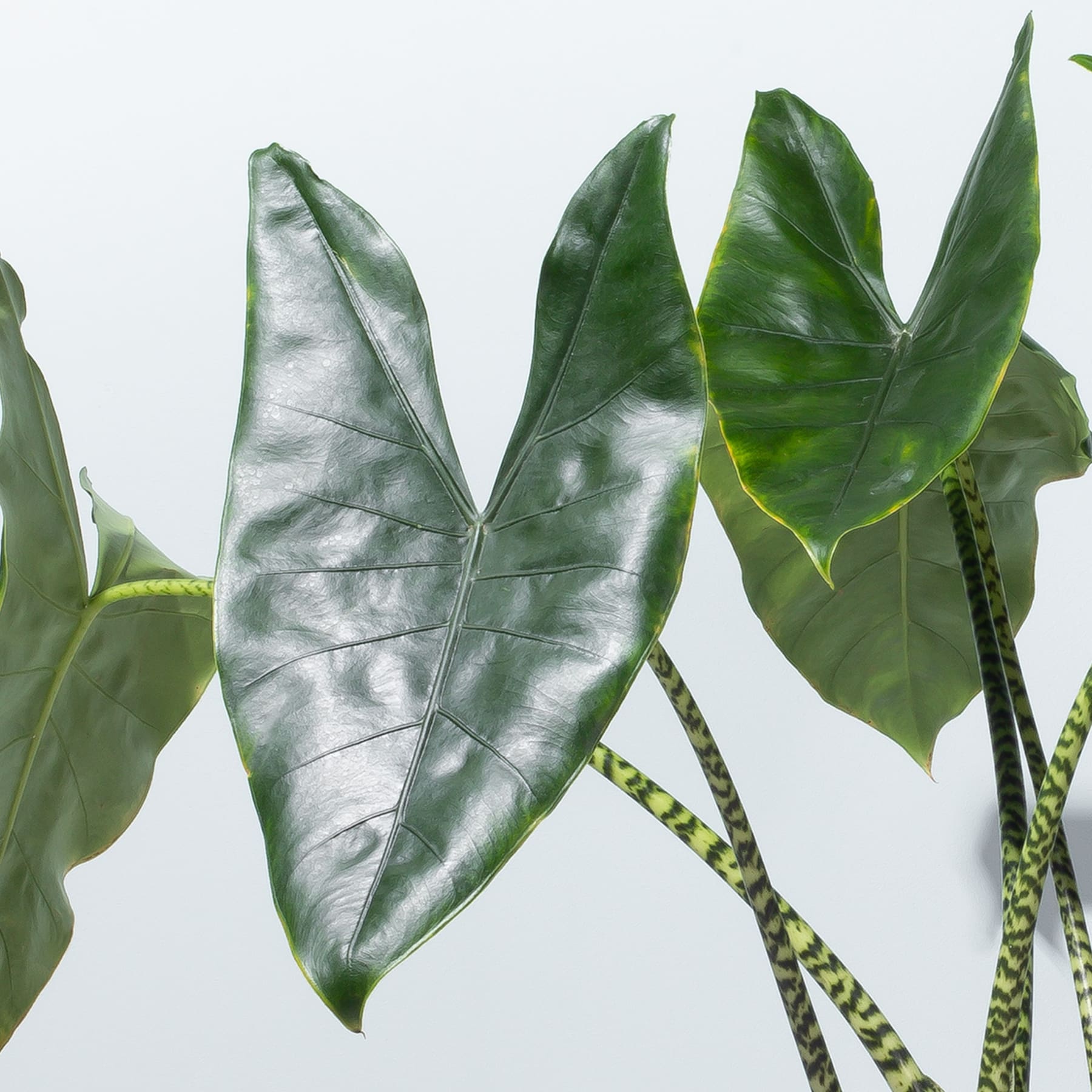 Üppige, leuchtend grüne Blätter mit komplizierten Mustern und Texturen füllen den Rahmen und erzeugen vor einem schlichten Hintergrund eine fesselnde botanische Darstellung.