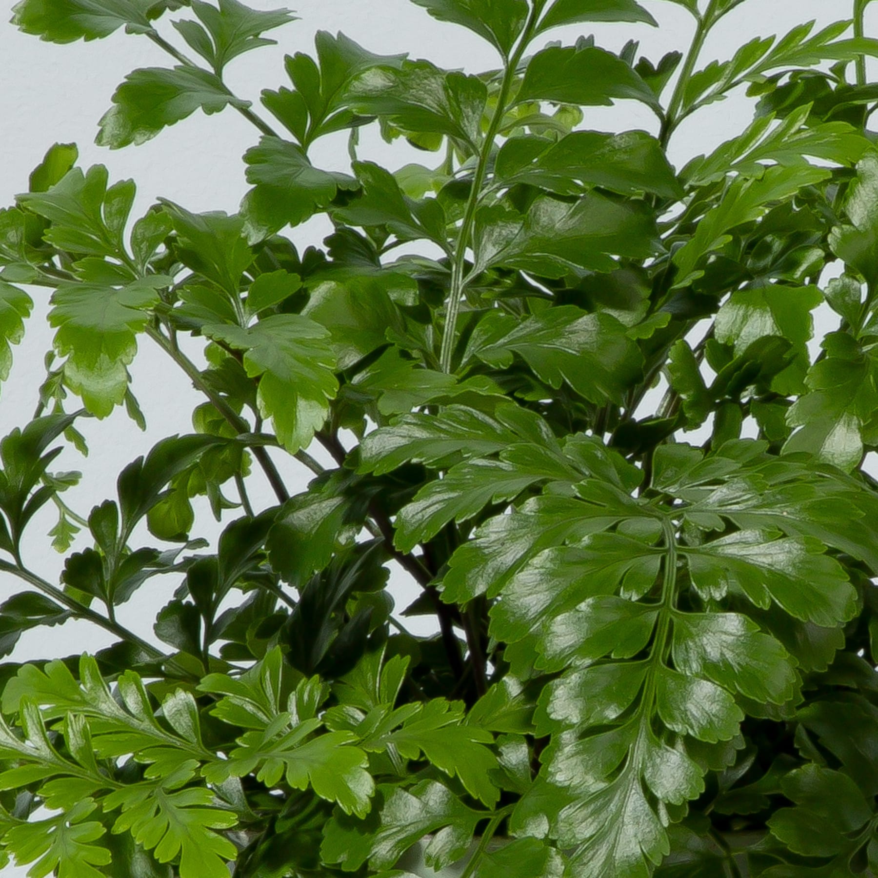 Das Bild zeigt üppiges, grünes Blattwerk von Petersilie oder einer ähnlichen grünen Blattpflanze. Die leuchtenden, tief gefärbten Blätter füllen den Rahmen und bilden eine optisch beeindruckende und natürliche Komposition.