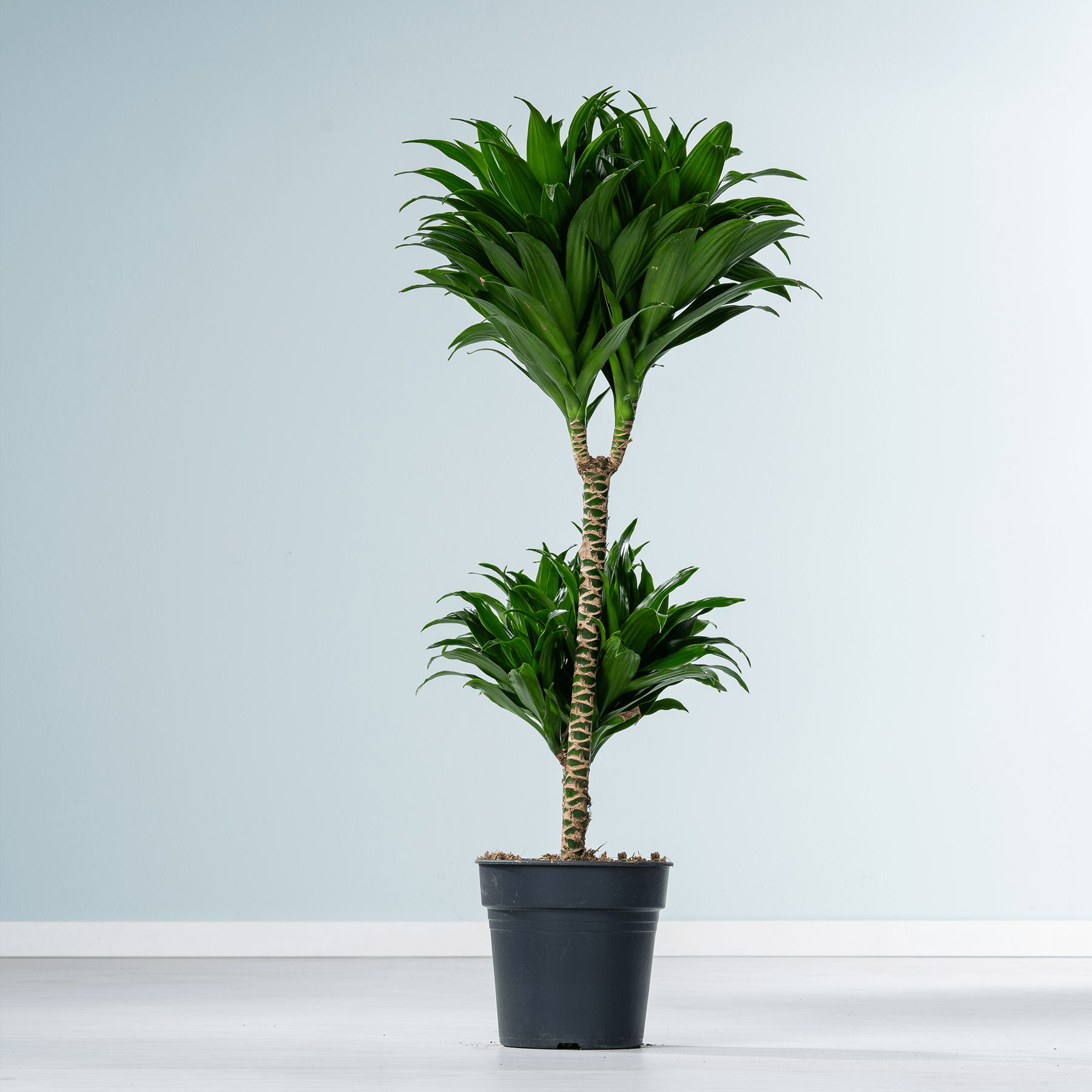 Eine üppige, grüne Drachenbaumpflanze mit langen, schwertförmigen Blättern steht in einem schwarzen Topf vor einem schlichten, hellblauen Hintergrund.