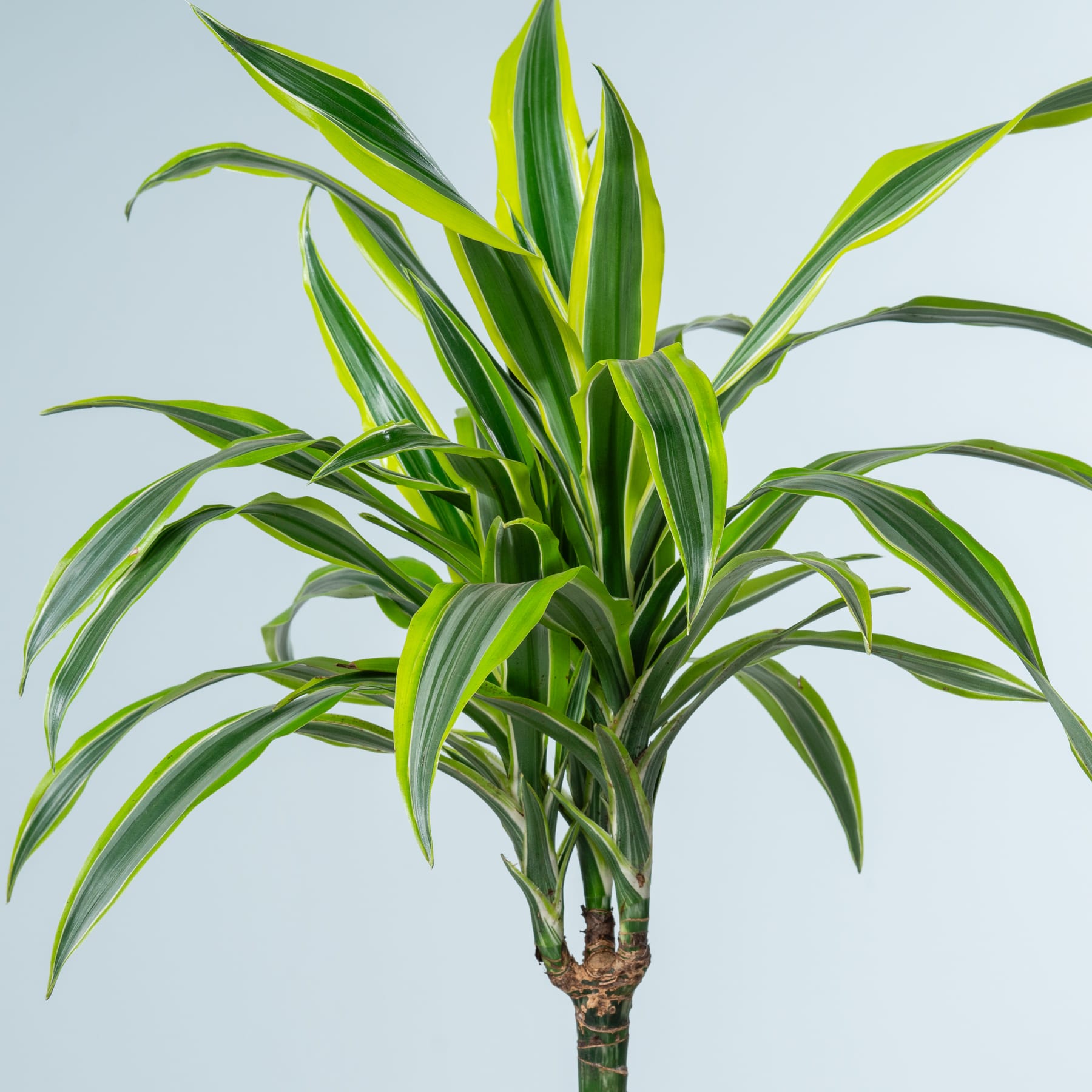 Das Bild zeigt eine üppige, grüne Pflanze mit langen, schlanken Blättern, die in helleren und dunkleren Grüntönen gestreift sind. Die Pflanze scheint aus einem hölzernen oder natürlichen Stängel zu wachsen, und der Hintergrund ist eine schlichte, helle Oberfläche.