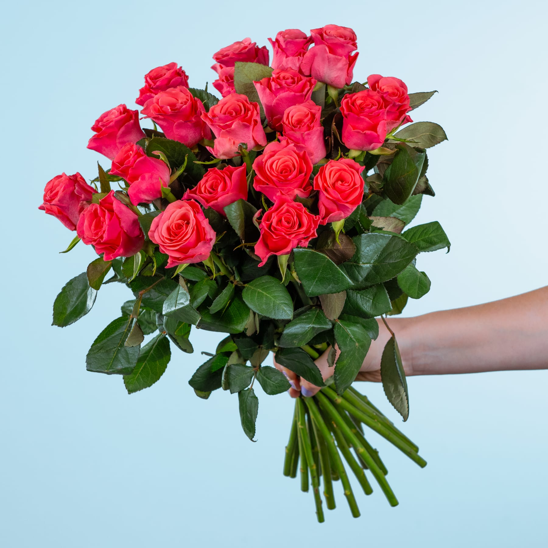 Ein leuchtender Strauß üppiger roter Rosen in den Händen einer Person vor einem schlichten hellblauen Hintergrund.