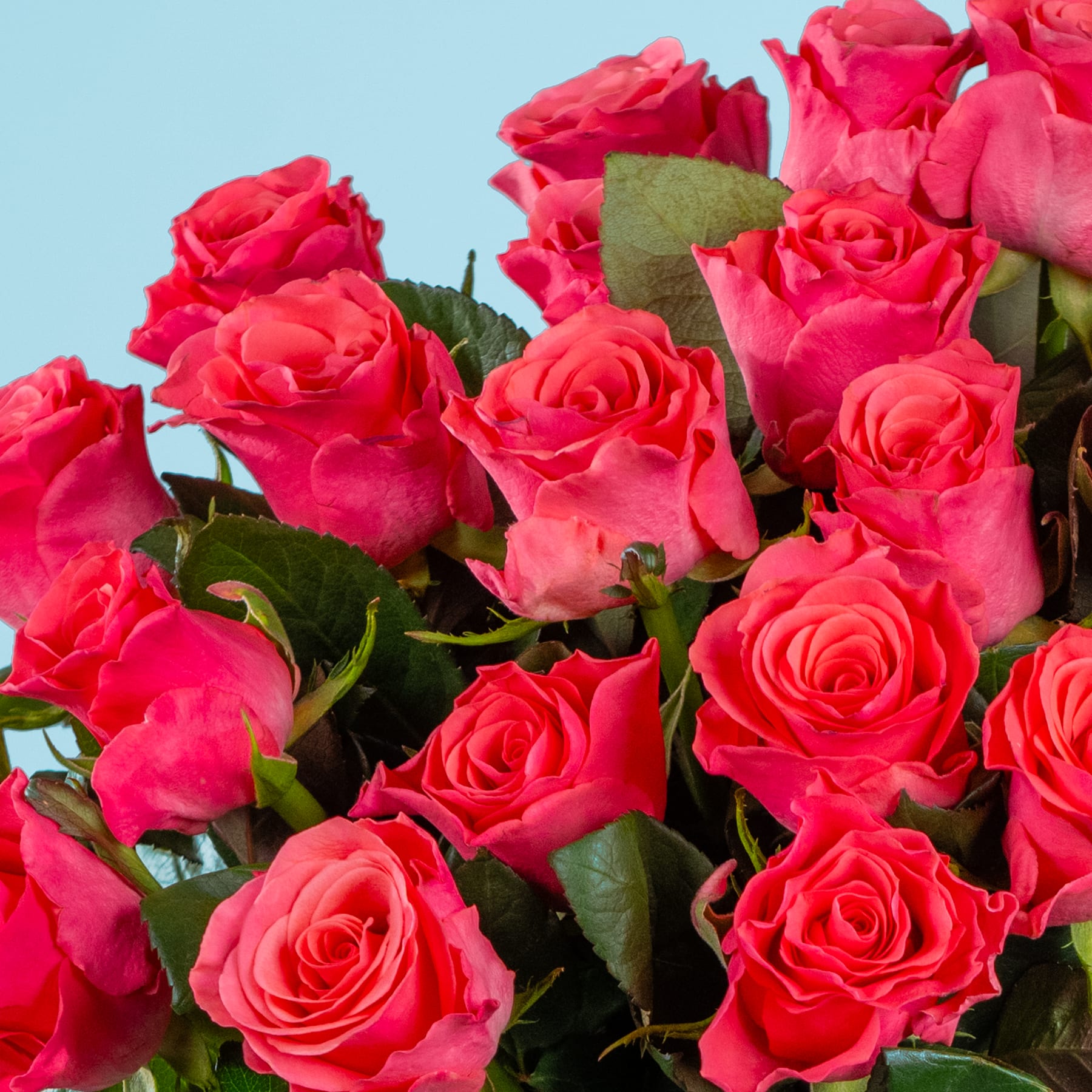 Ein lebendiger Strauß üppiger, tiefrosa Rosen vor einem sanften blauen Hintergrund.