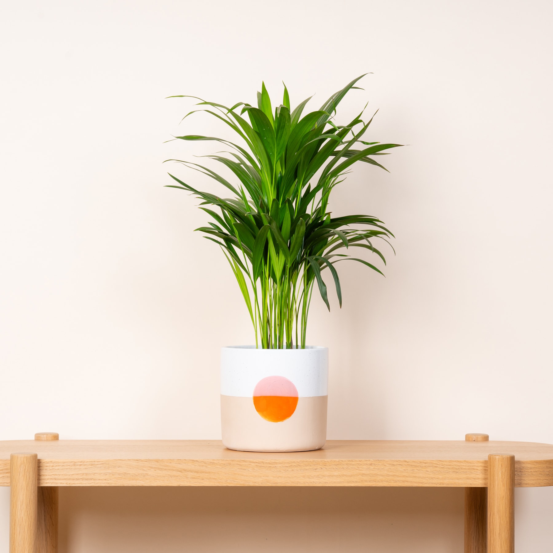 Eine Topfpflanze mit üppigen grünen Blättern steht auf einem Holztisch vor einer schlichten weißen Wand.