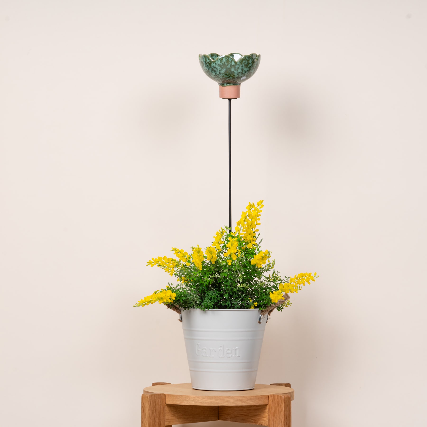 Eine Topfpflanze mit gelben Blüten steht auf einem Holzständer vor einem schlichten beigen Hintergrund.