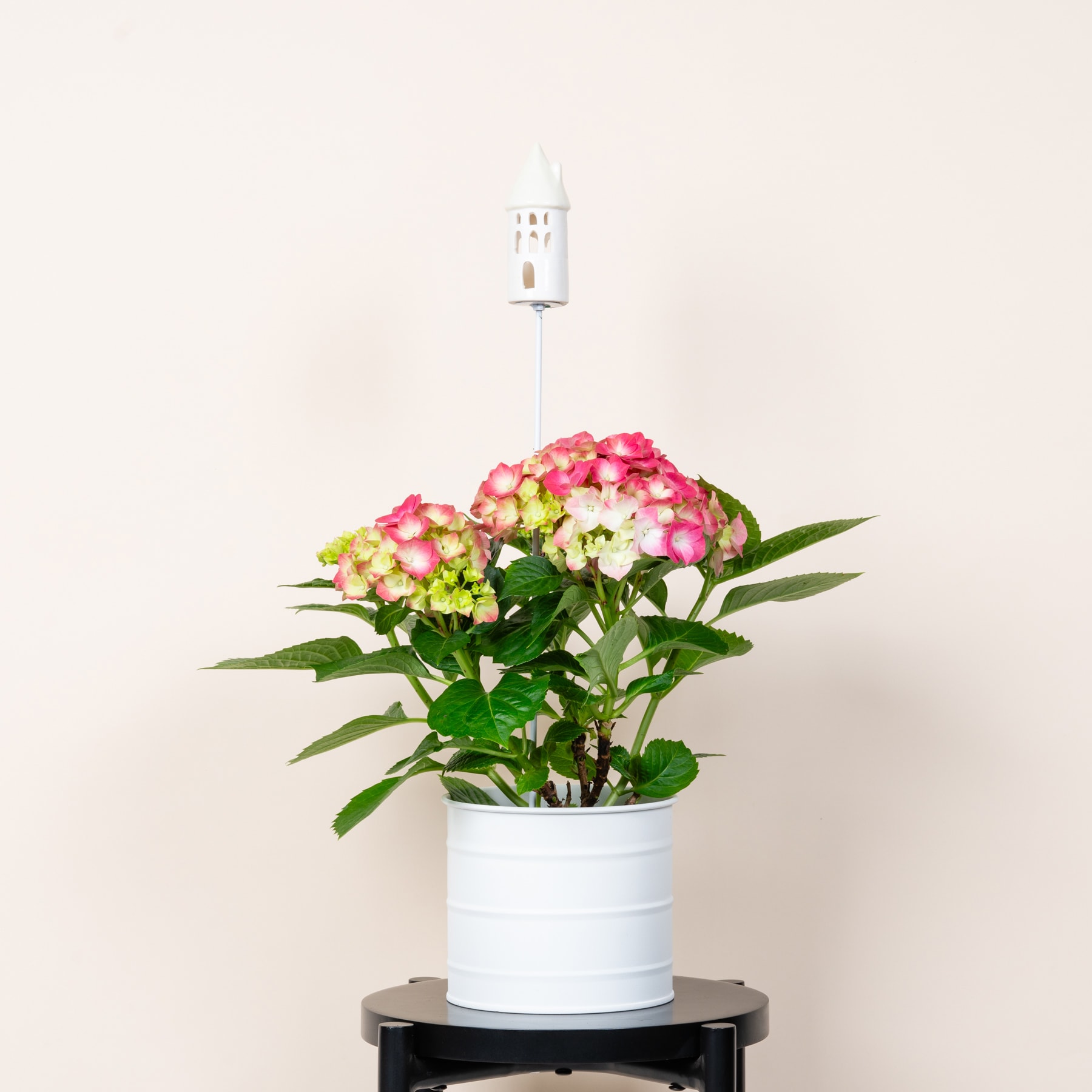 Eine Topfpflanze mit leuchtend rosa und gelben Blüten steht auf einer schwarzen Plattform vor einem schlichten weißen Hintergrund.