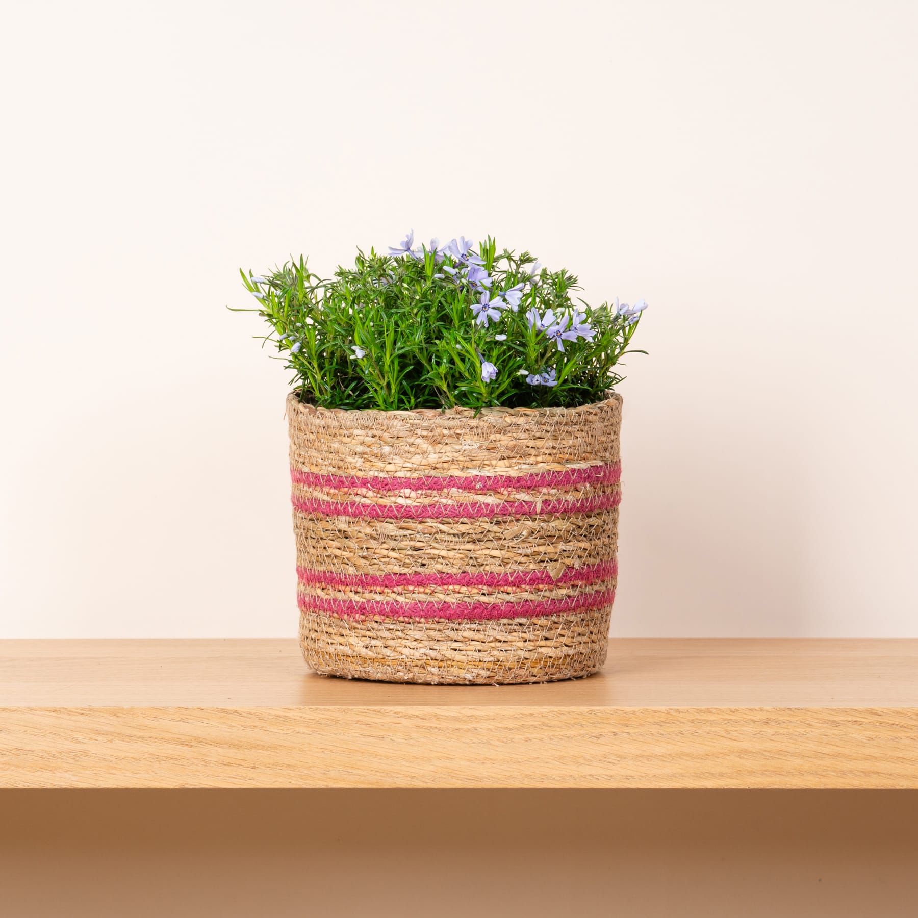 Ein geflochtener Korb voller üppigem grünem Laub und zarten violetten Blumen steht auf einem Holzregal vor einem schlichten Hintergrund.