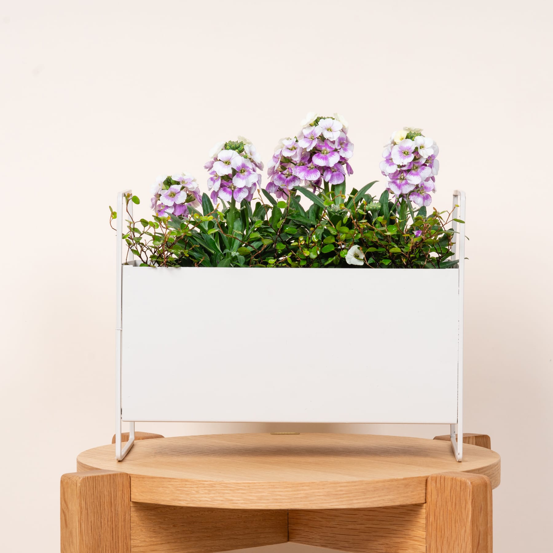Ein weißer, rechteckiger Blumentopf mit leuchtend violetten und weißen Blumen steht auf einem Holzsockel vor einem schlichten beigen Hintergrund.