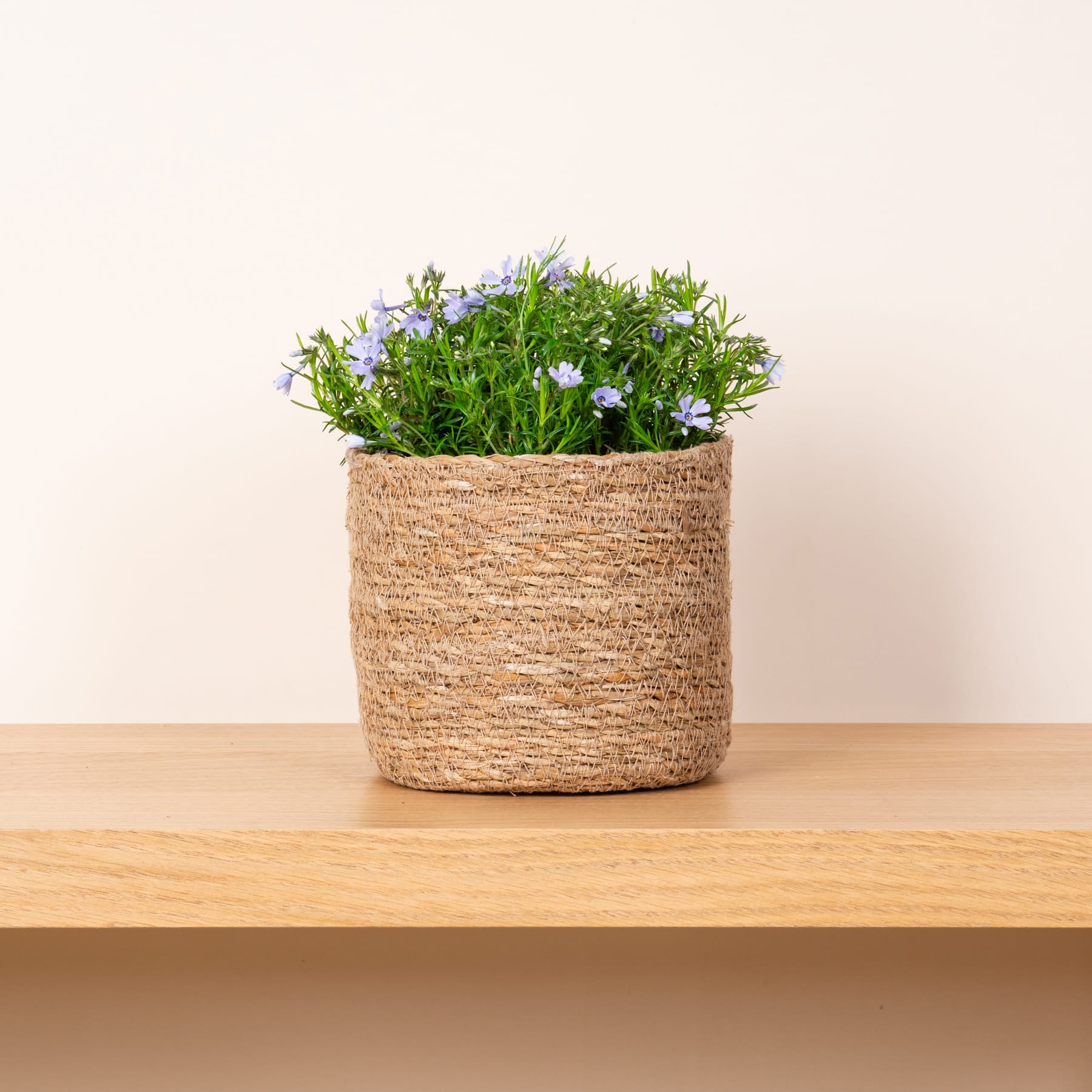 Ein geflochtener Korb voller üppiger, leuchtender Pflanzen und kleiner weißer Blumen steht auf einem Holzregal vor einer schlichten, hellen Wand.
