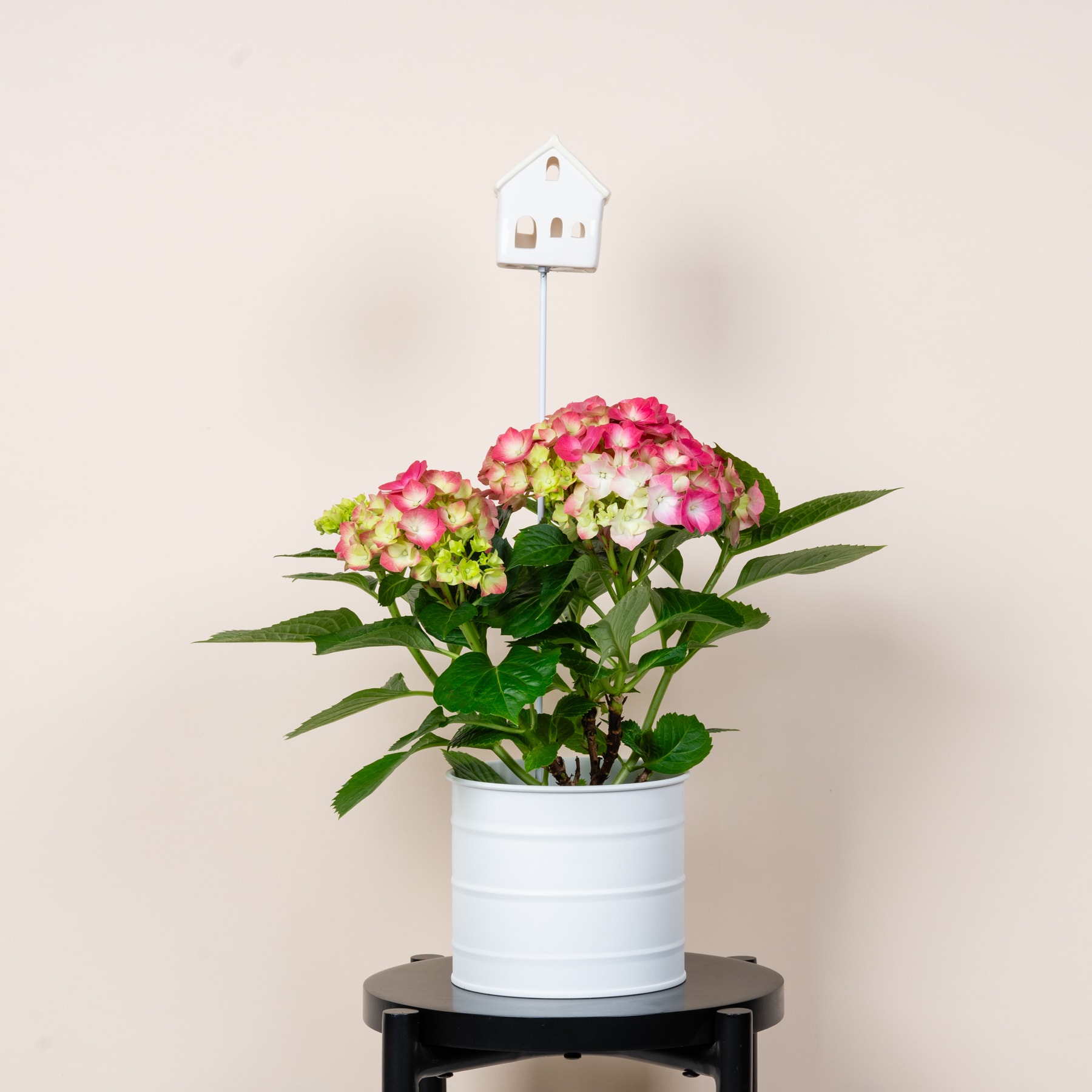 Eine Topfpflanze mit leuchtend rosa und grünen Blüten steht auf einem dunklen Holzständer vor einem schlichten beigen Hintergrund, auf der Spitze der Pflanze befindet sich eine kleine weiße Vogelhäuschendekoration.