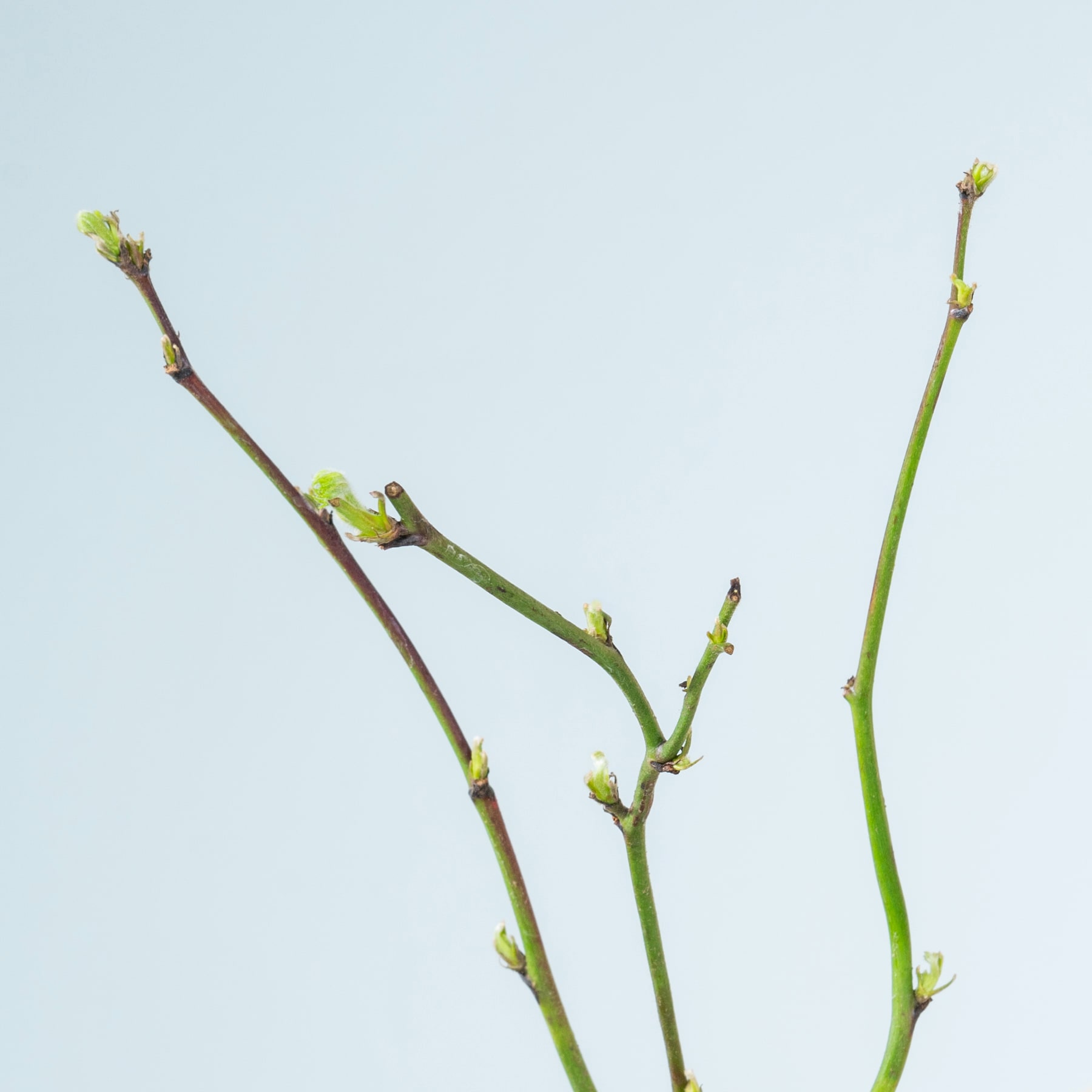 Das Bild zeigt mehrere grüne Pflanzenstiele mit kleinen Knospen vor einem hellblauen Hintergrund.