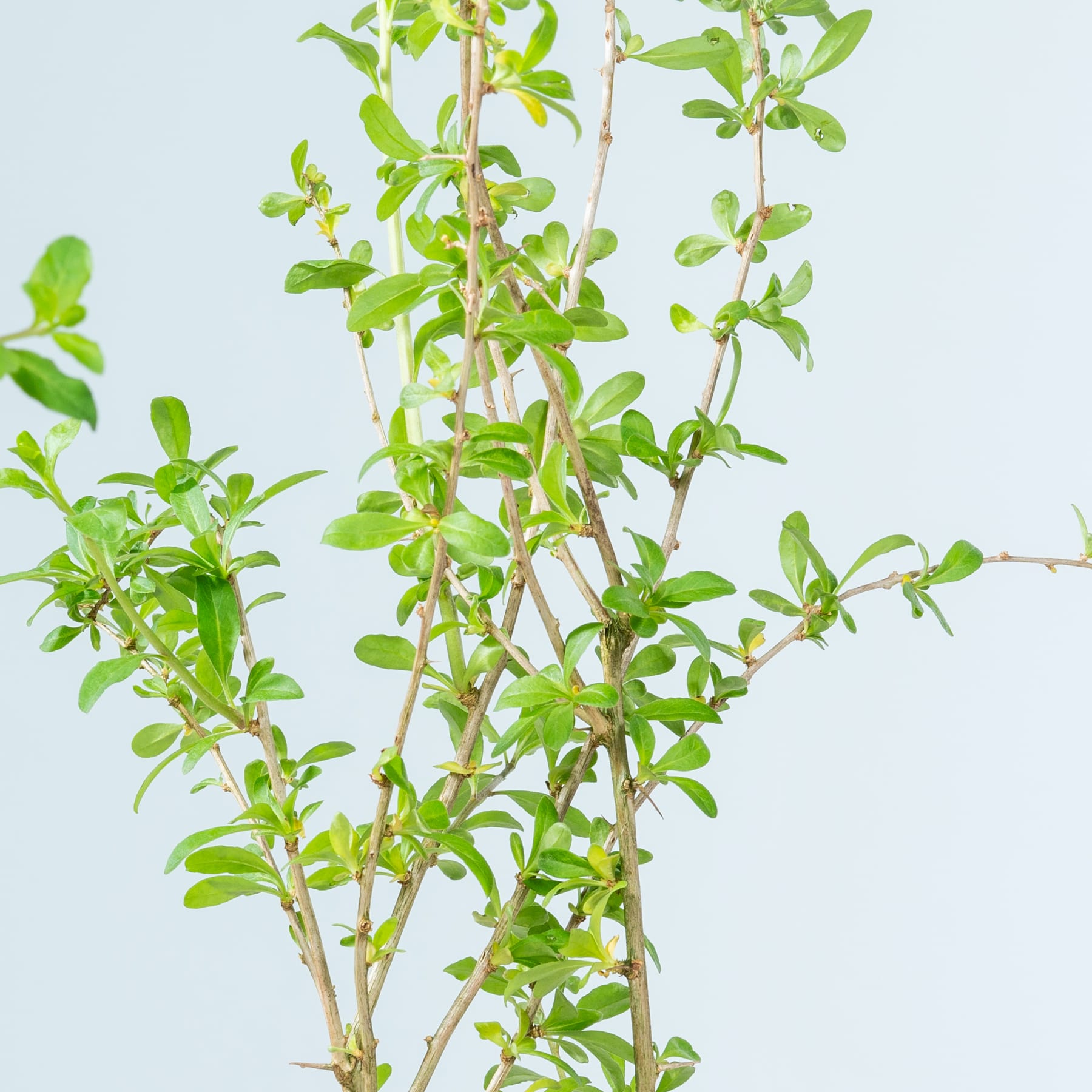 Das Bild zeigt eine üppige, grüne Pflanze mit zahlreichen kleinen Blättern und schlanken Zweigen vor einem hellblauen Hintergrund.