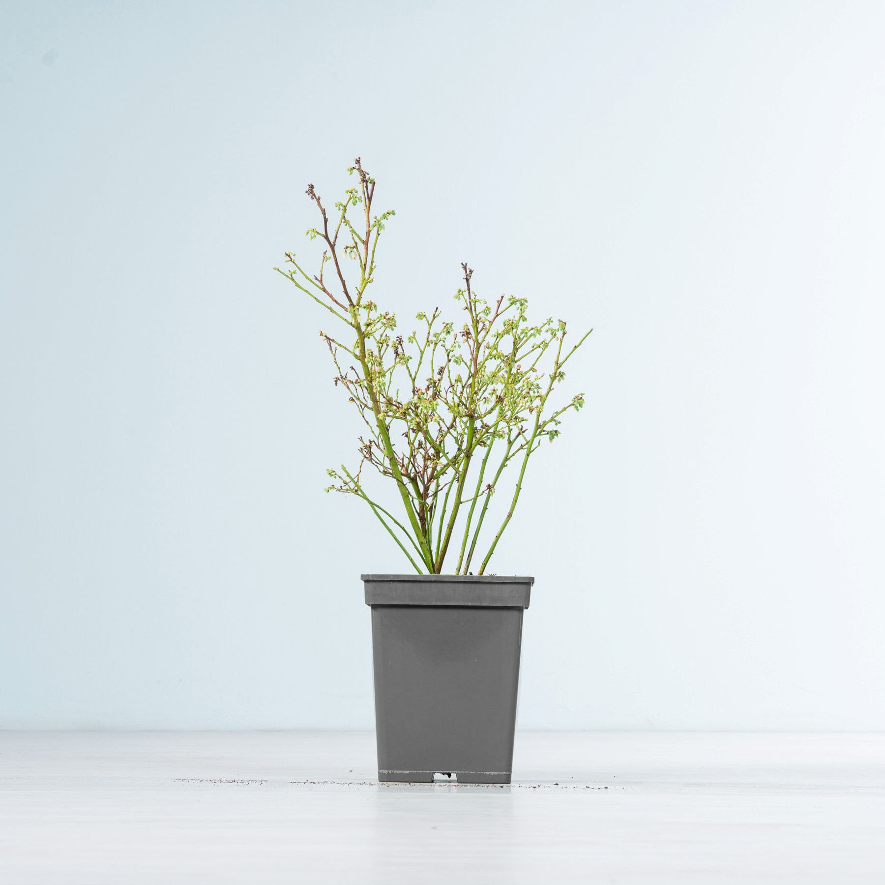 Eine Topfpflanze mit zarten weißen Blüten steht auf einer schlichten weißen Fläche vor einem hellblauen Hintergrund.