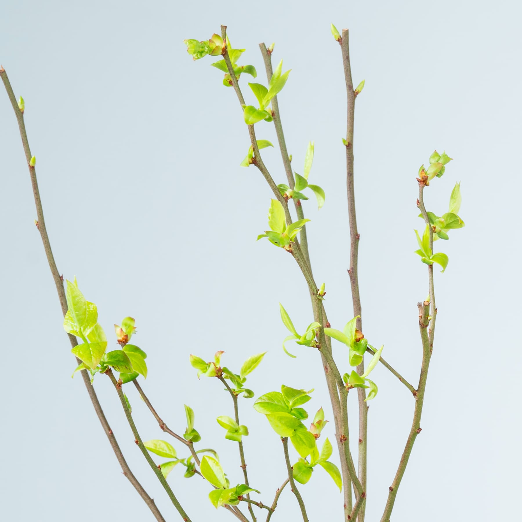 Das Bild zeigt mehrere kahle Zweige mit kleinen, leuchtend grünen Blättern vor einem schlichten, hellen Hintergrund.