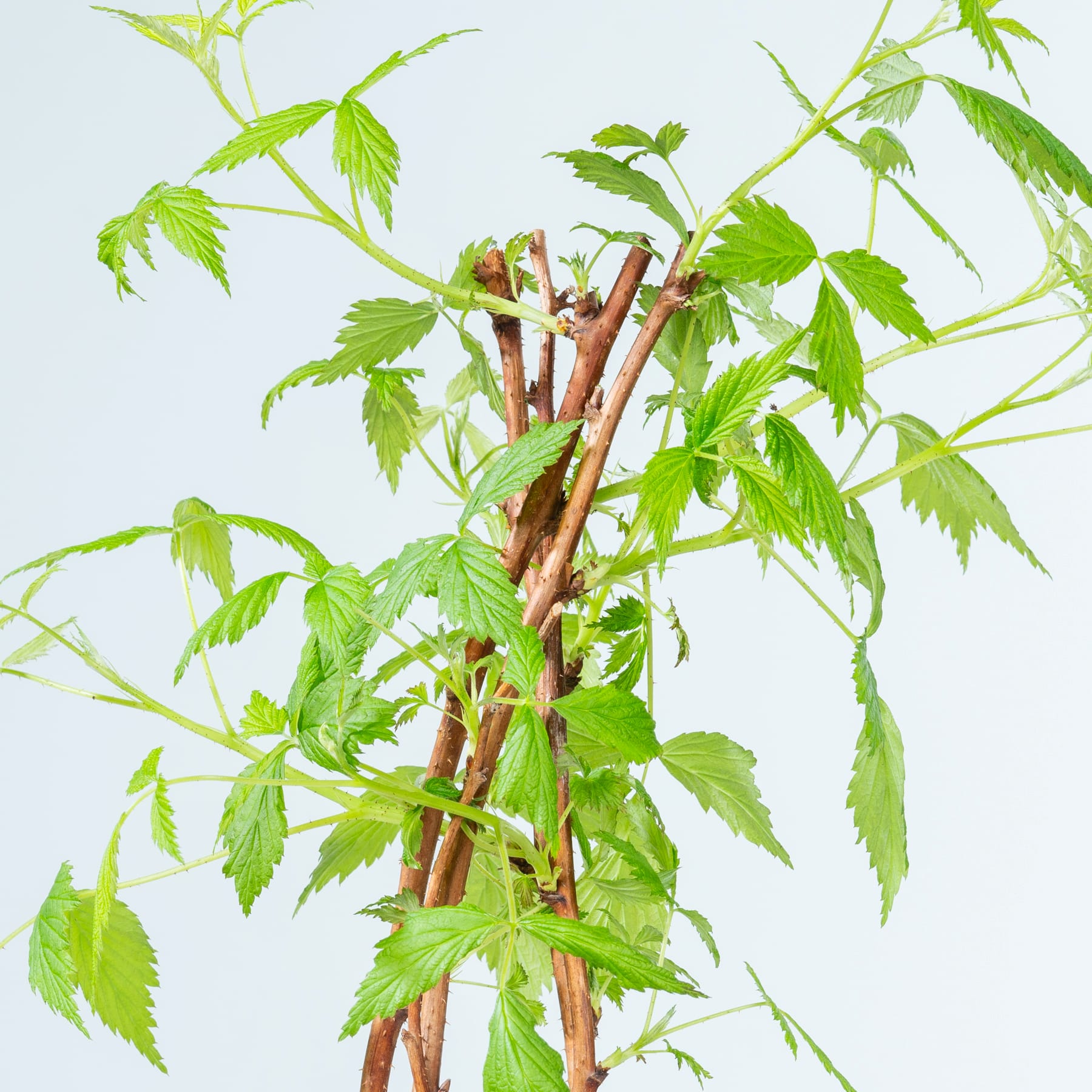 Üppige grüne Blätter und schlanke Zweige einer Pflanze oder eines Strauchs füllen den Rahmen und erzeugen eine lebendige und natürliche Komposition vor einem schlichten weißen Hintergrund.