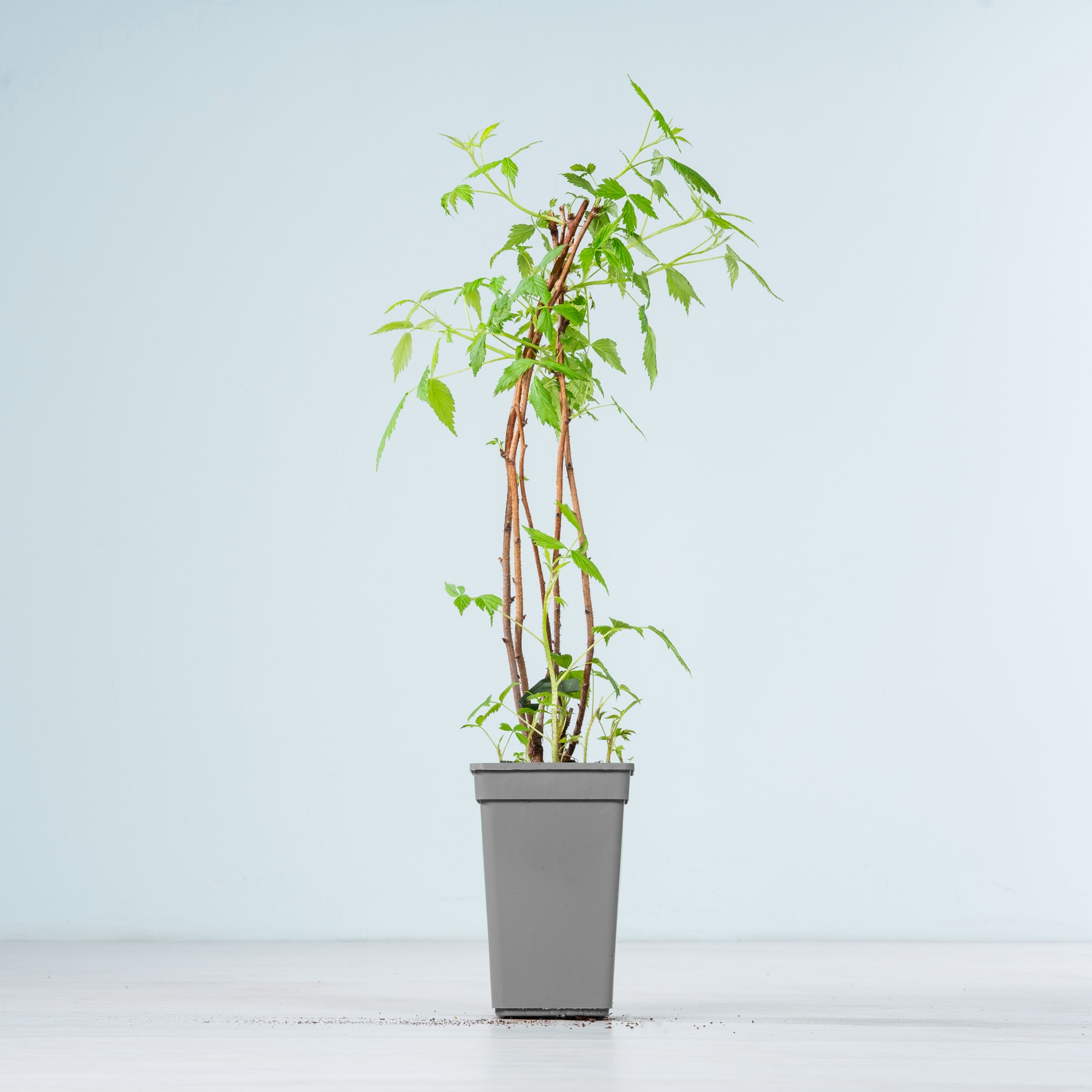 Eine Topfpflanze mit üppigen grünen Blättern und schlanken Stängeln steht auf einer schlichten weißen Fläche vor einem hellblauen Hintergrund.