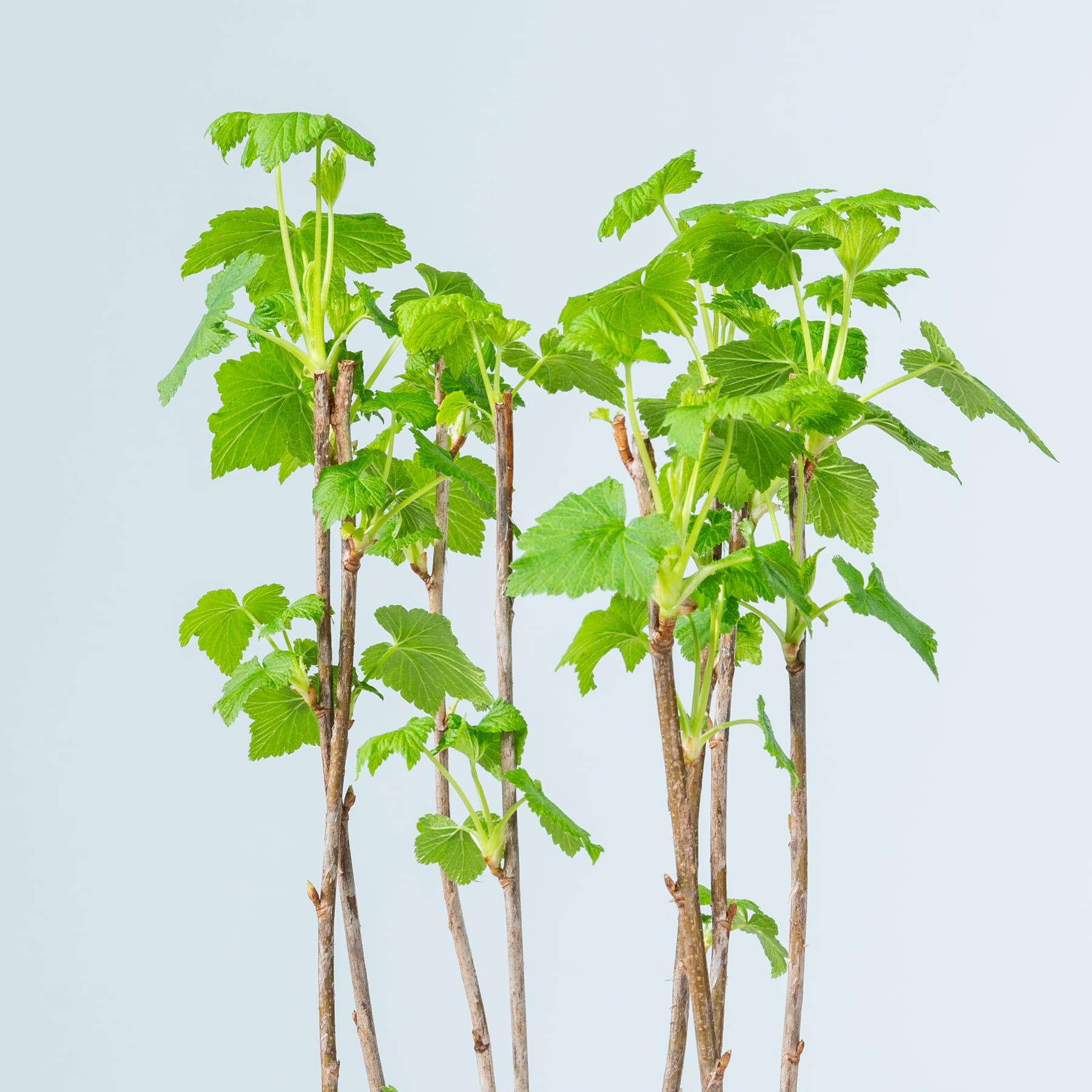 Das Bild zeigt mehrere grüne Blattpflanzen mit langen Stielen und breiten Blättern vor einem hellblauen Hintergrund.