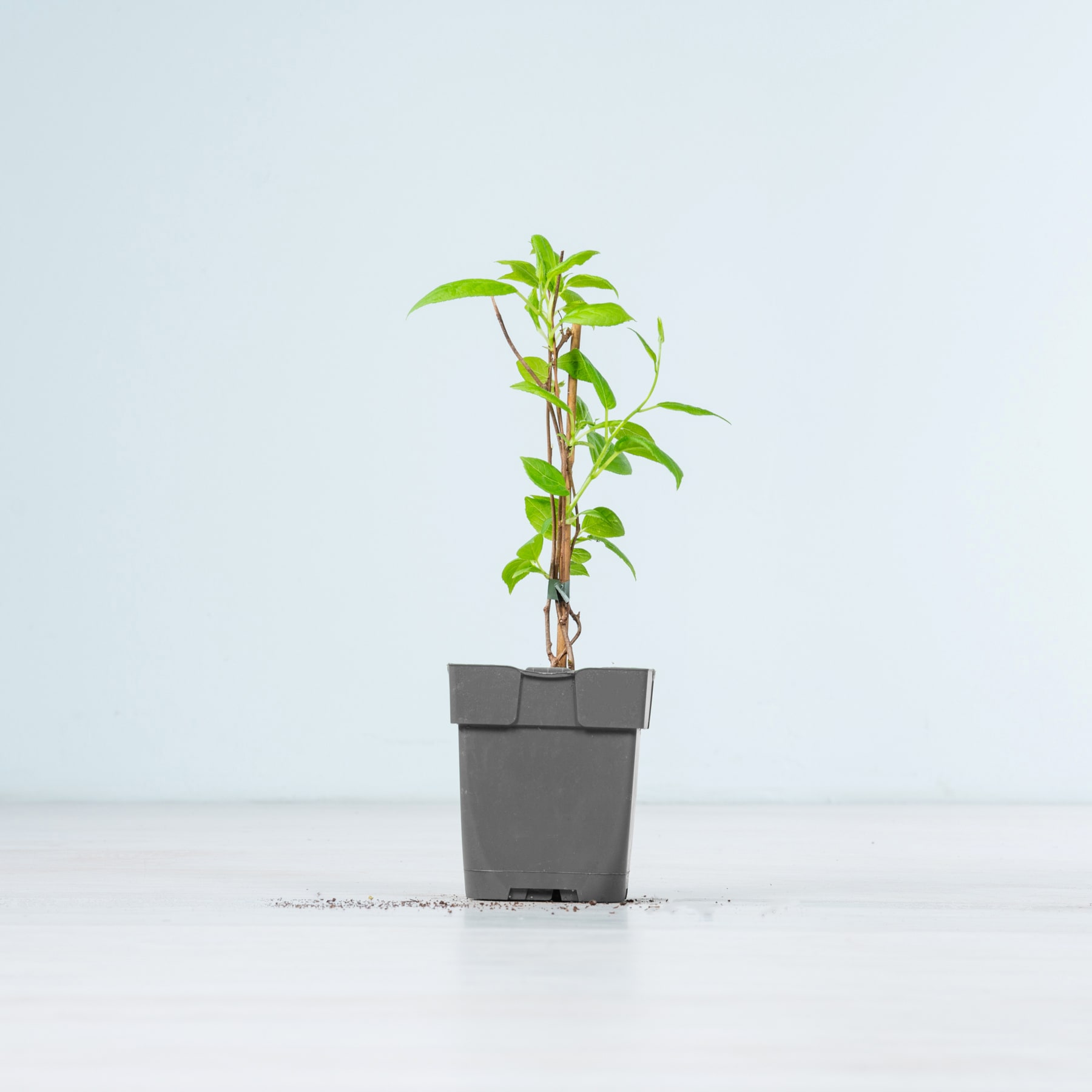 Eine kleine grüne Pflanze mit üppigem Laub wächst in einem einfachen grauen Blumentopf vor einem schlichten weißen Hintergrund.