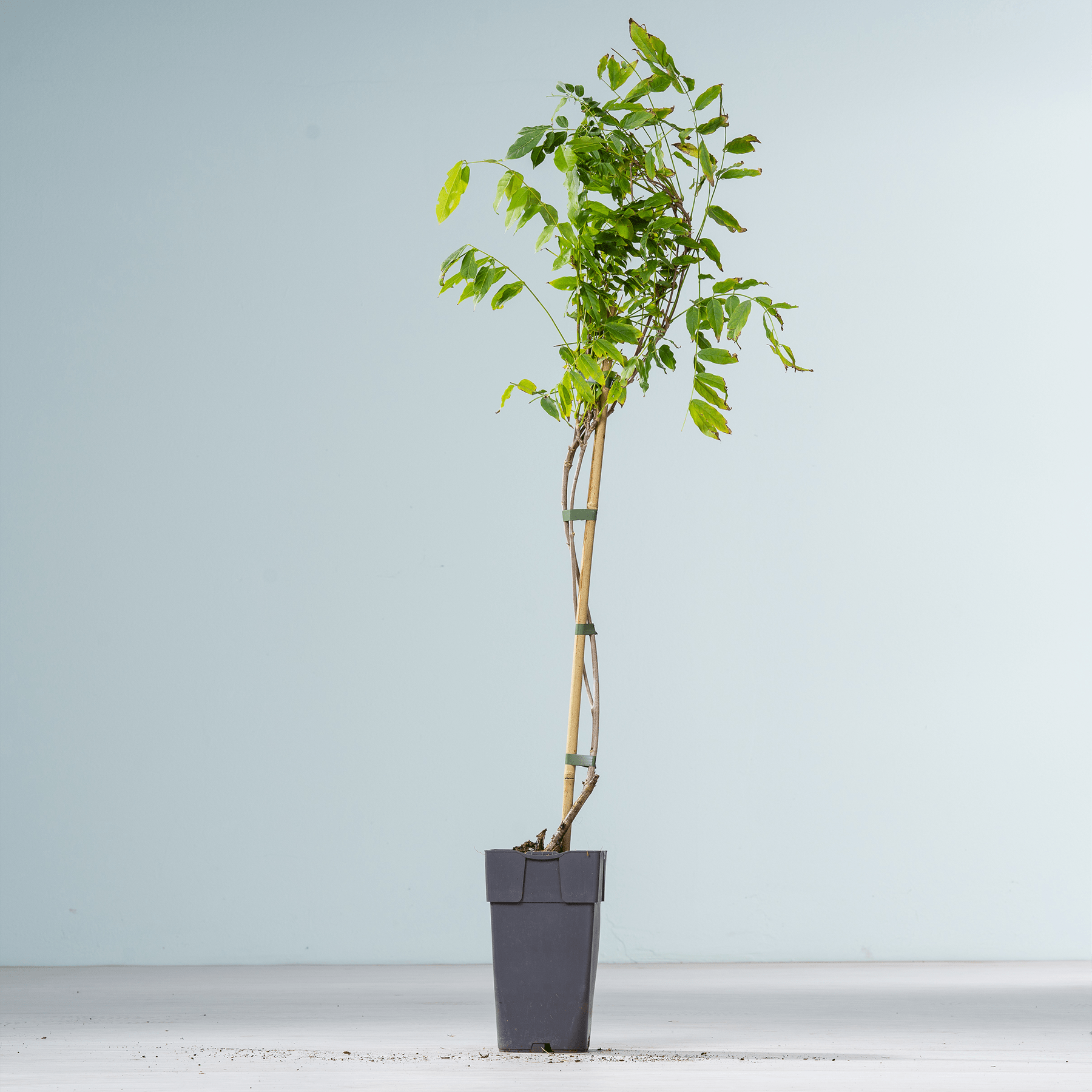 Ein junger, grüner Baum mit üppigem Laub steht in einem einfachen schwarzen Pflanzgefäß vor einem schlichten, hellen Hintergrund.