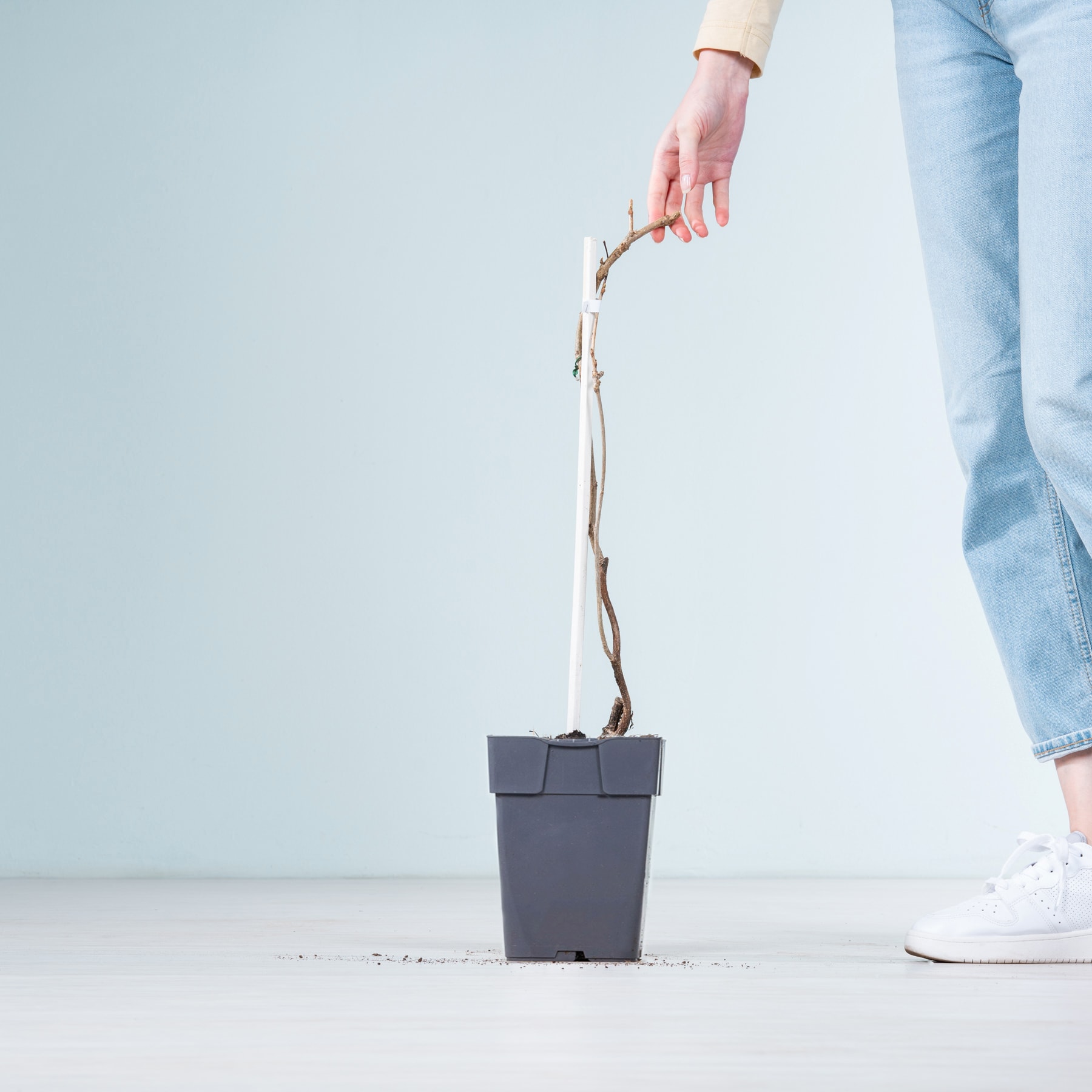 Die Hand einer Person hält vor einem schlichten, hellen Hintergrund einen kleinen, dunkel gefärbten Blumentopf mit einer jungen Pflanze oder einem Setzling.