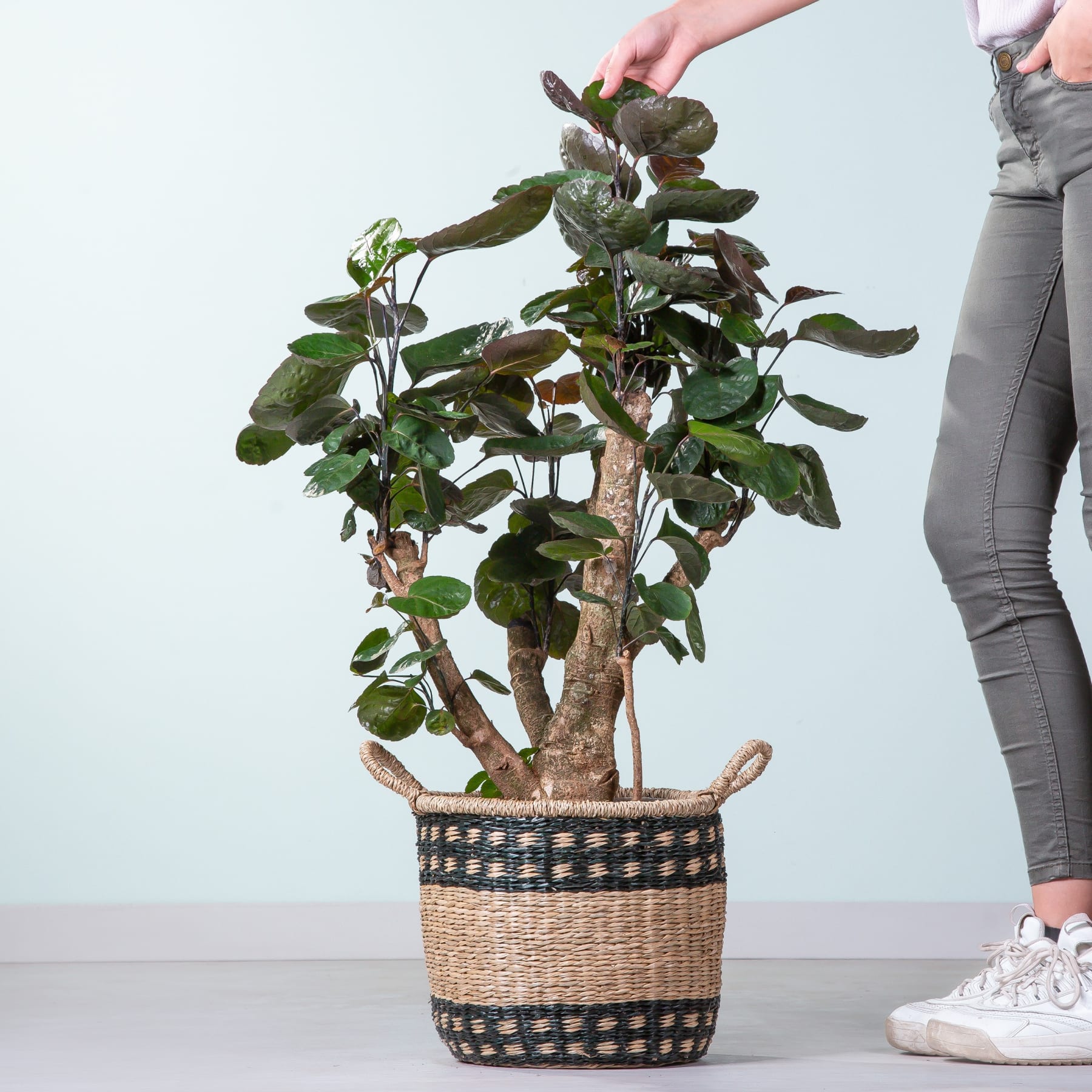Auf einem hellen Boden steht eine Topfpflanze mit üppigen grünen Blättern, im Vordergrund sind die Beine und Füße einer Person zu sehen.