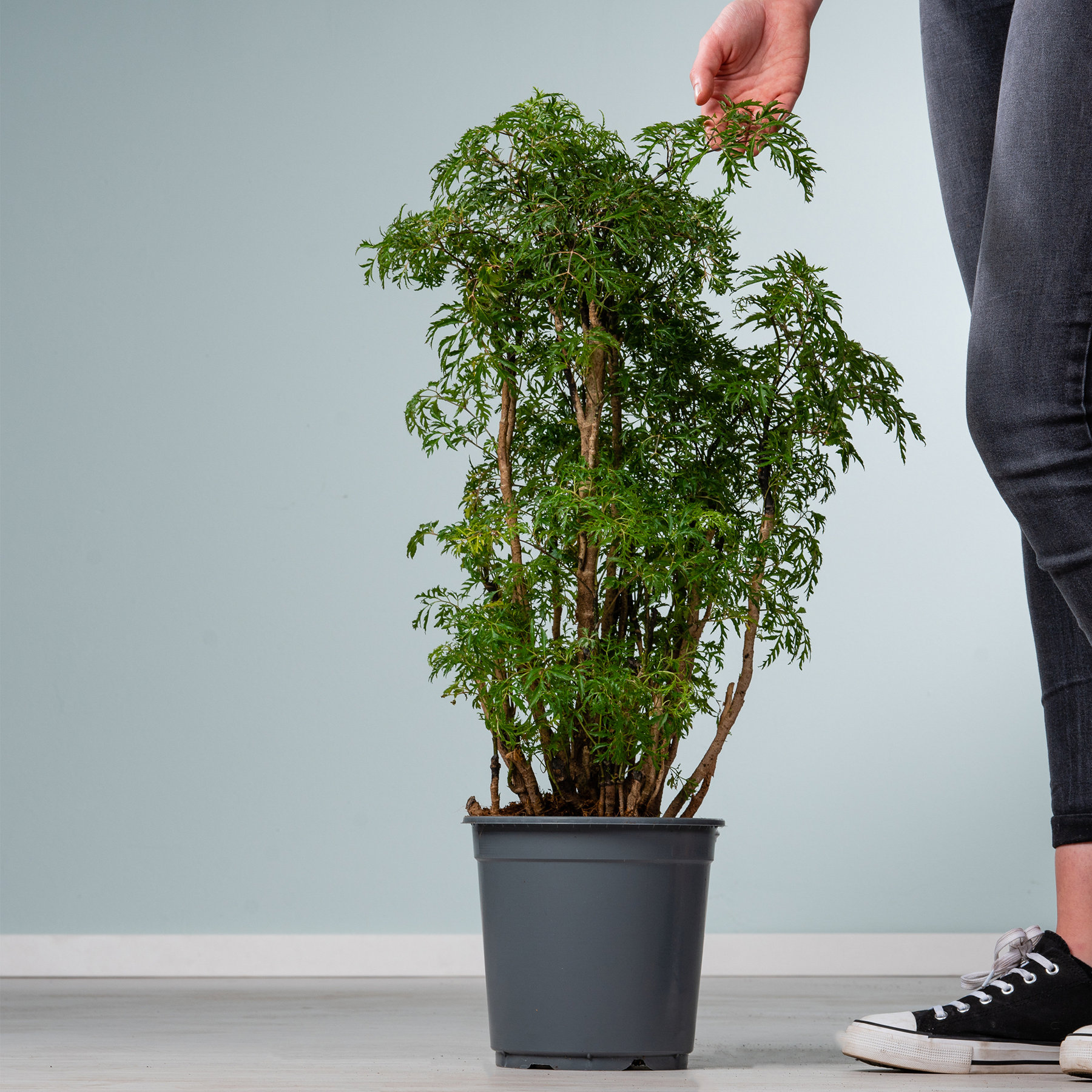 Eine üppige, grüne Pflanze in einem schwarzen Topf steht auf einem weißen Boden, die Hand einer Person streckt sich danach aus und im Hintergrund sind ein Paar schwarze Turnschuhe zu sehen.