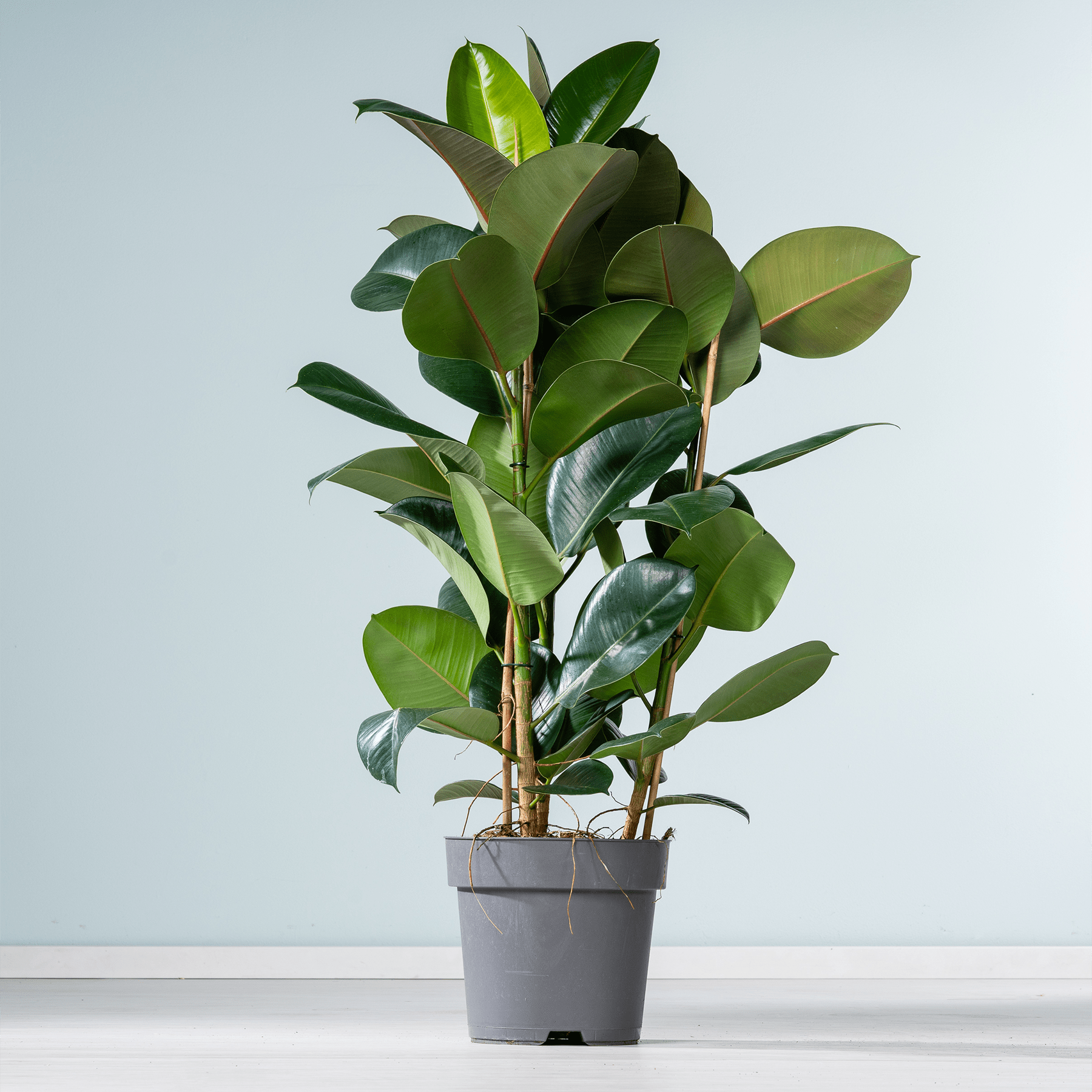 Eine üppige, grüne Gummibaumpflanze steht in einem schwarzen Topf vor einem schlichten, hellblauen Hintergrund.