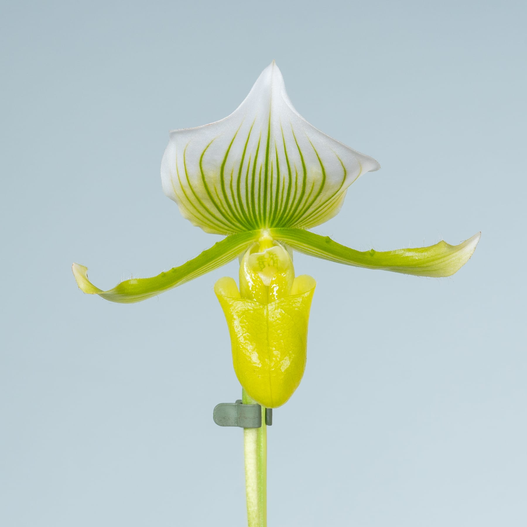 Eine leuchtend weiße und gelbe, orchideenähnliche Blume mit zarten Blütenblättern und einer markanten gelben Mitte steht vor einem hellblauen Hintergrund.