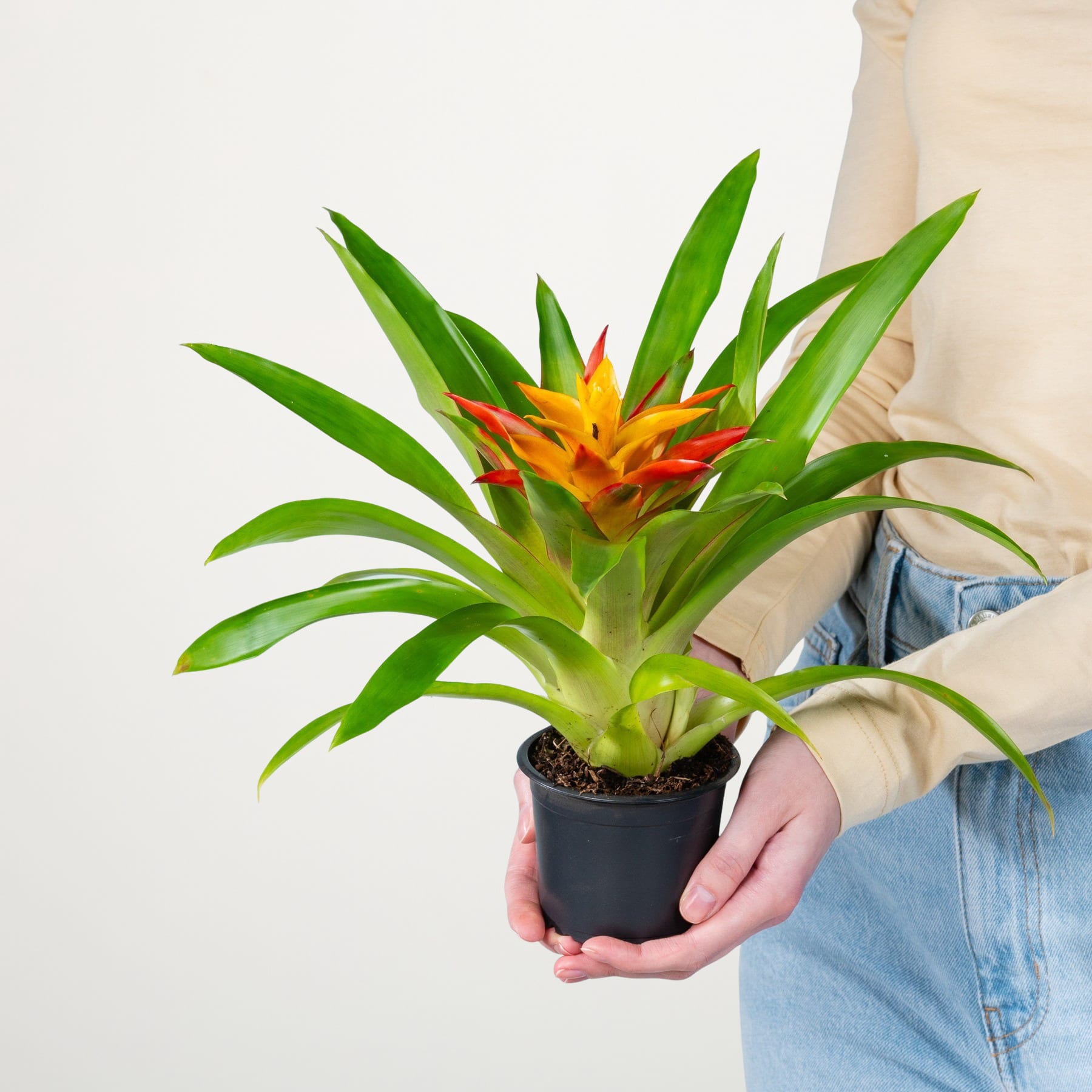 Eine Person hält vor einem schlichten weißen Hintergrund eine leuchtend orangefarbene Bromelienpflanze mit leuchtend orangefarbenen und gelben Blüten in den Händen.