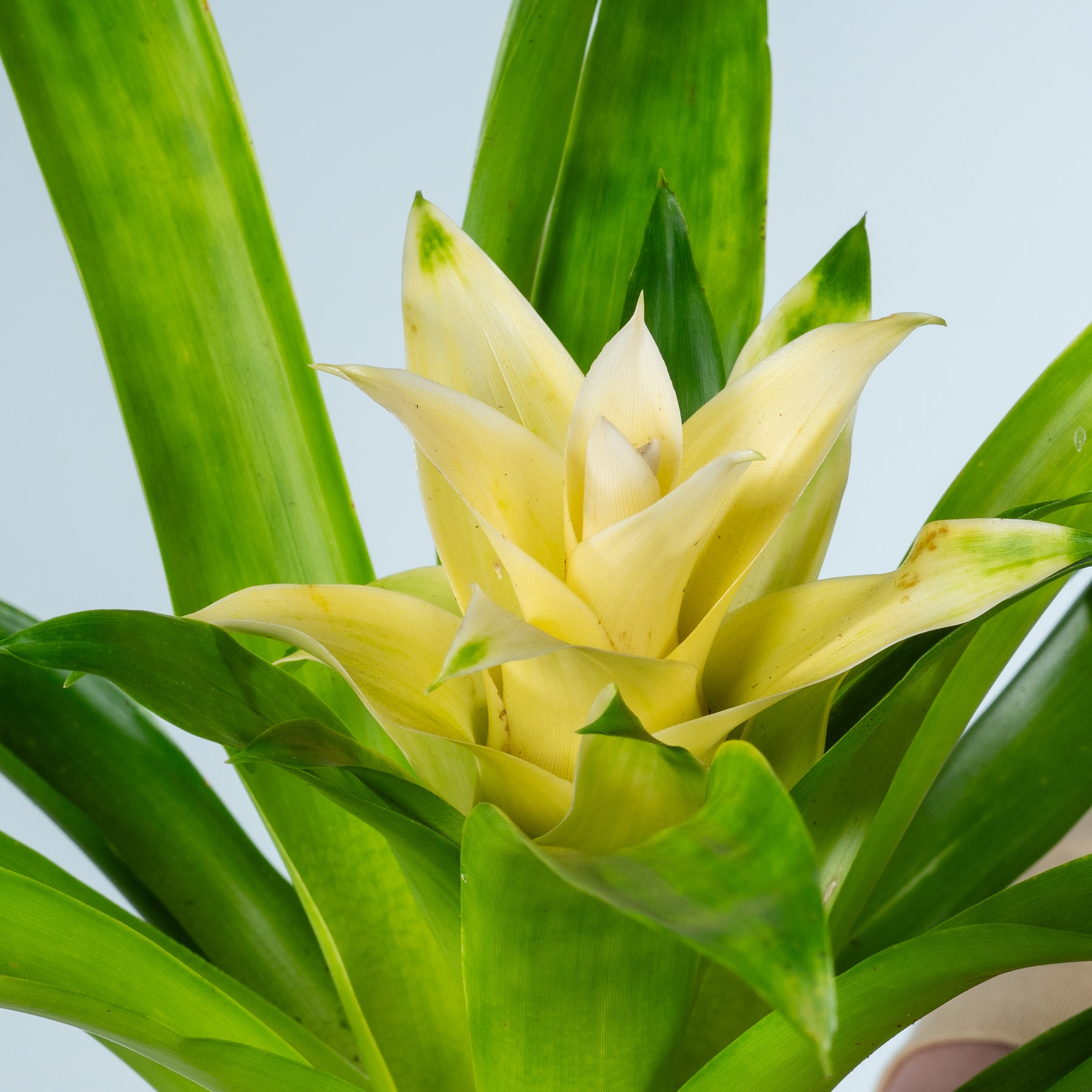 Vor einem hellblauen Himmel sprießt eine leuchtend gelbe Bromelienblüte aus üppigem grünem Laub.