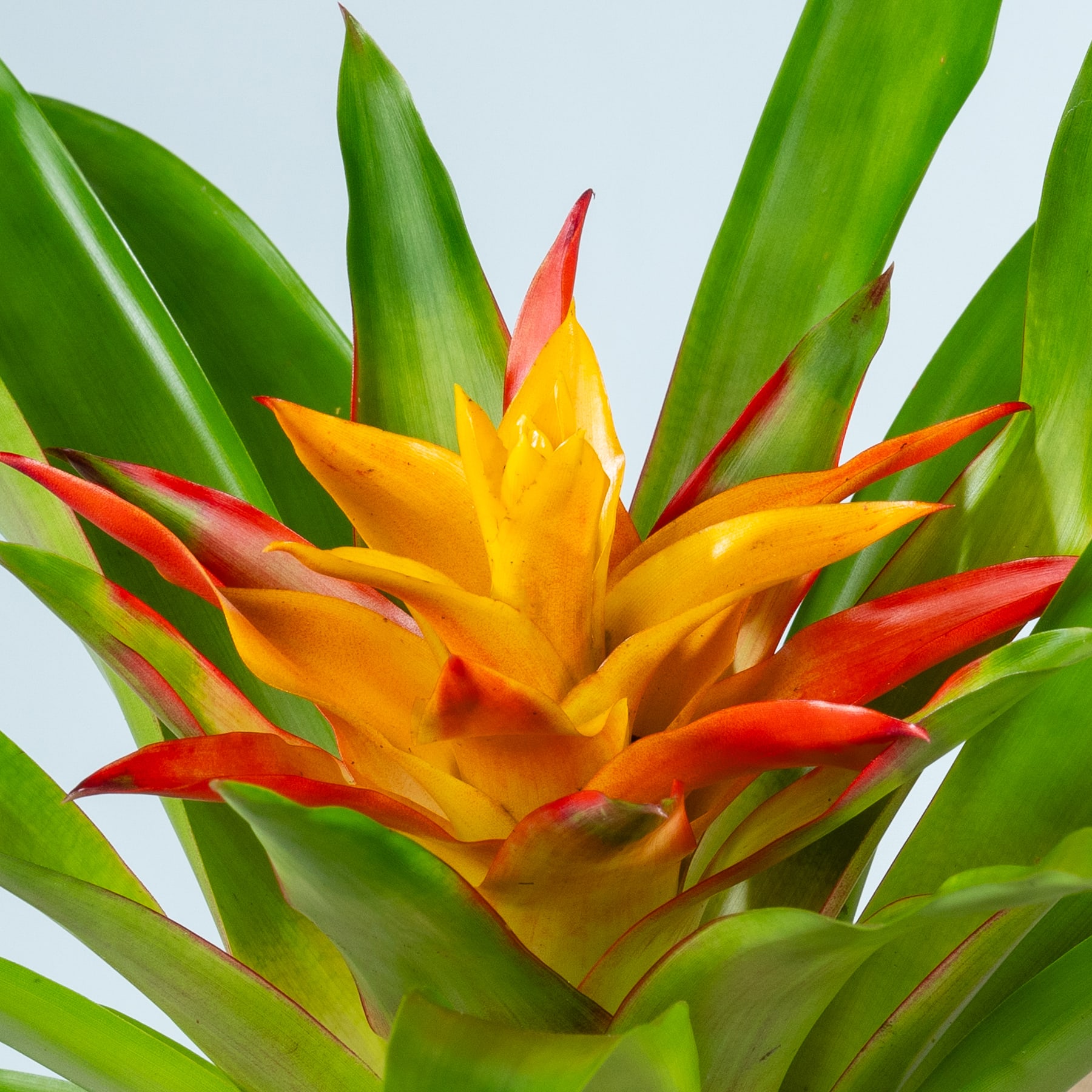 Eine lebendige, tropisch aussehende Blume mit leuchtend gelben und orangefarbenen Blütenblättern, umgeben von üppigen grünen Blättern vor einem schlichten Hintergrund.