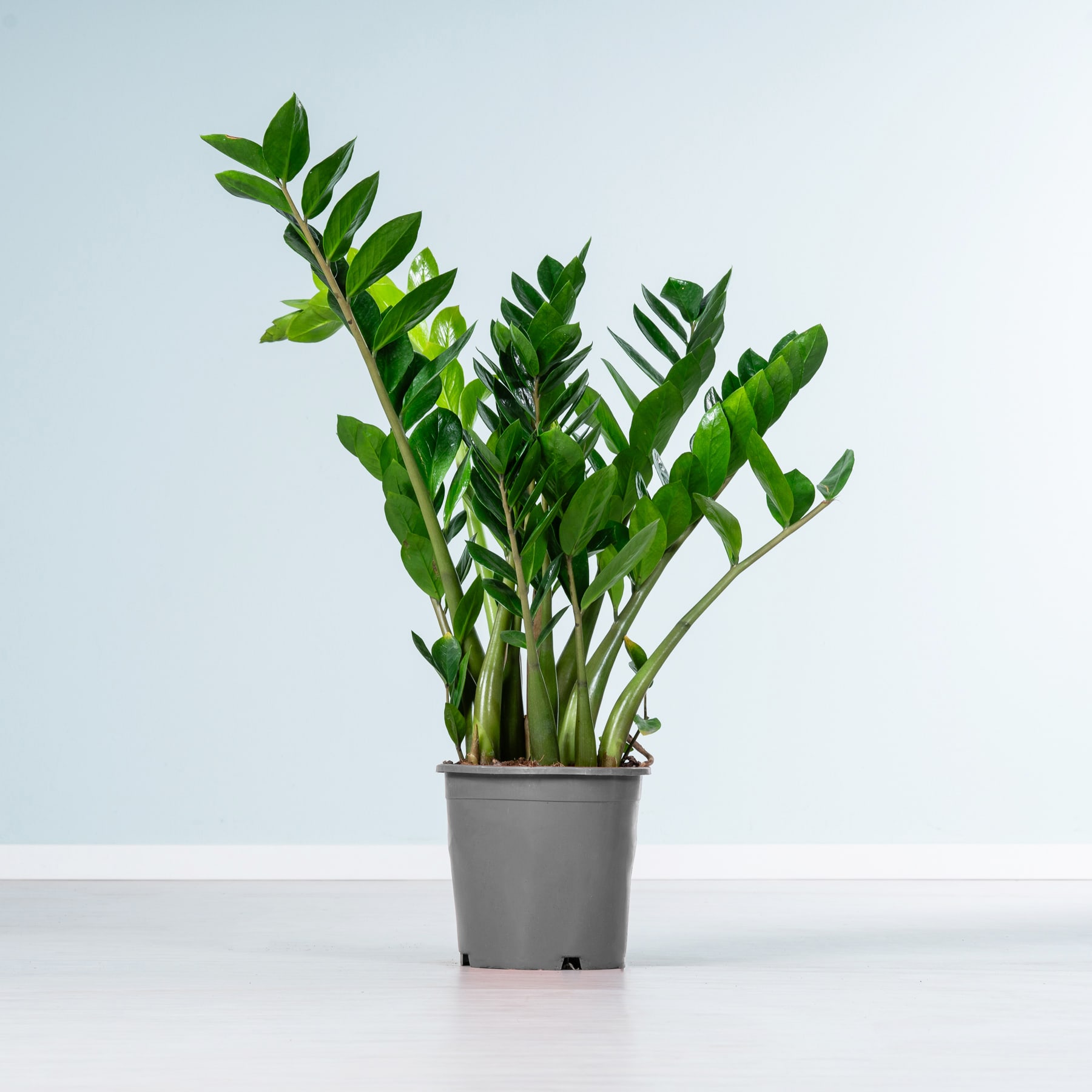 Eine Topfpflanze mit üppigen, grünen Blättern steht vor einem schlichten, hellblauen Hintergrund.