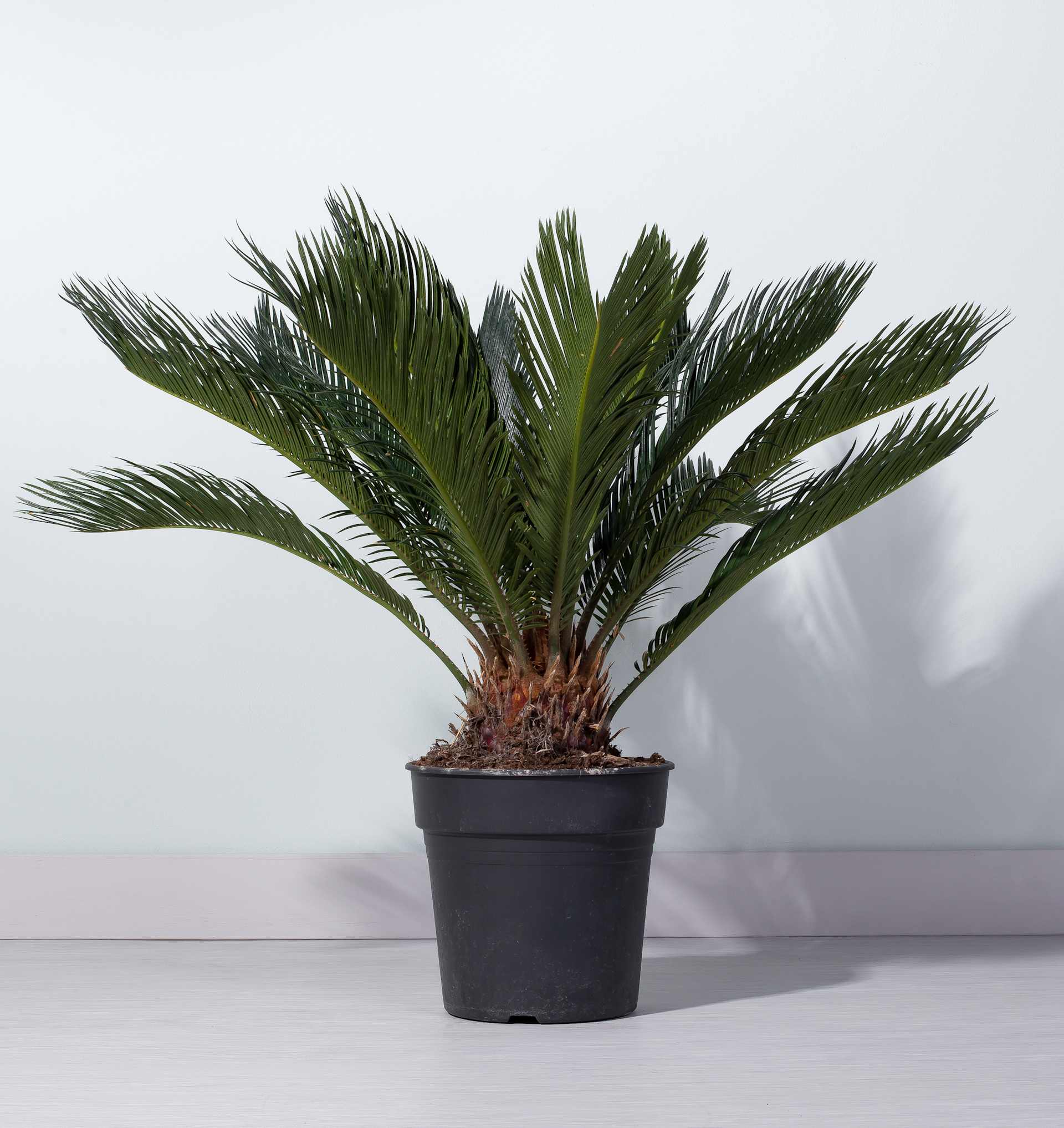 Japanischer Sagopalmfarn L