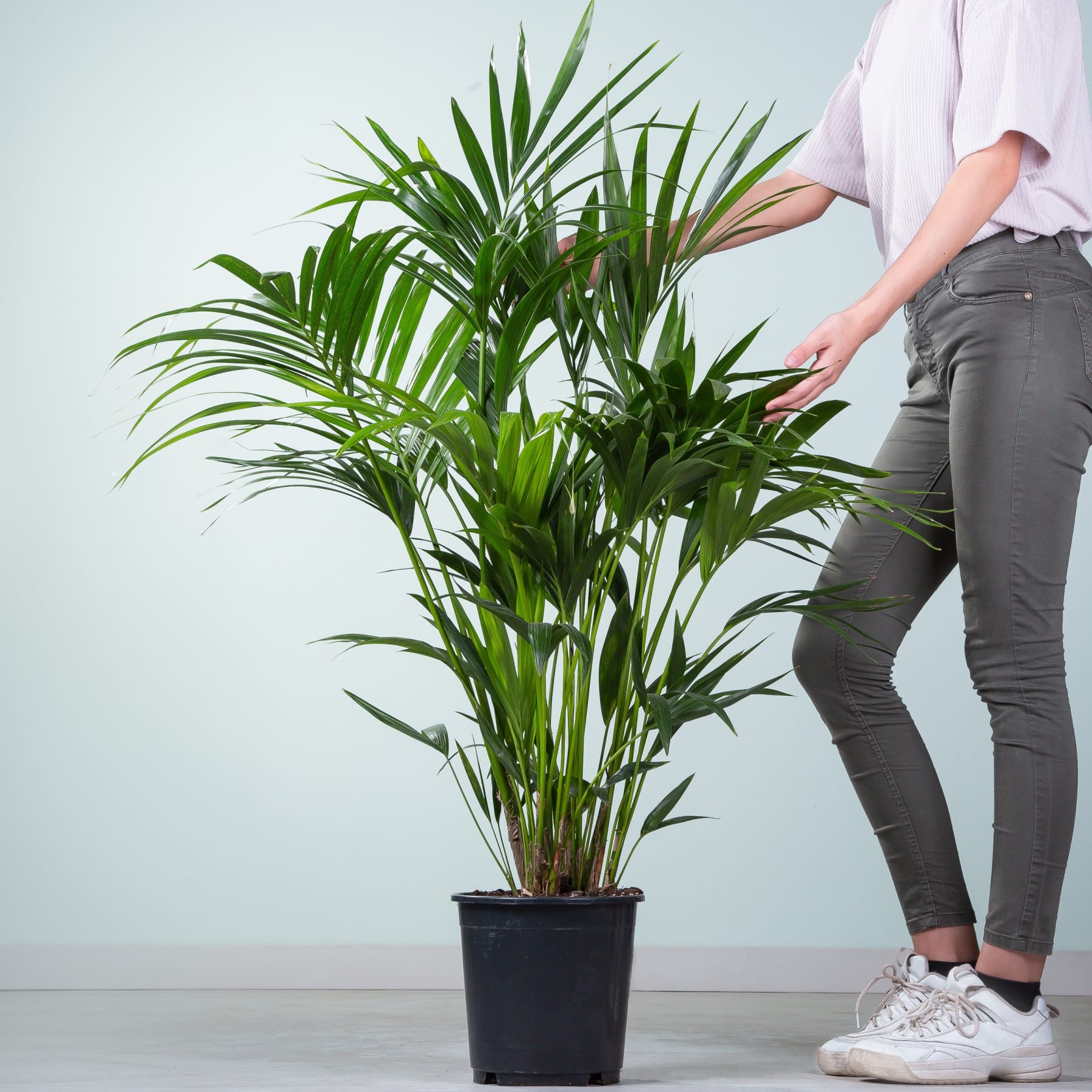 Eine große, üppig grüne Palme steht in einem schwarzen Topf. Vor einem schlichten hellen Hintergrund sind die Hände einer Person zu sehen, die sich um die Pflanze kümmert.