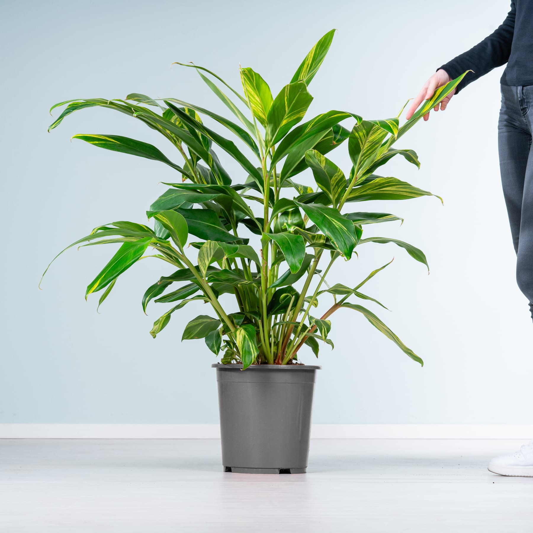 Eine üppige, grüne Pflanze mit großen Blättern steht in einem schwarzen Topf auf einer weißen Fläche vor einem schlichten Hintergrund.