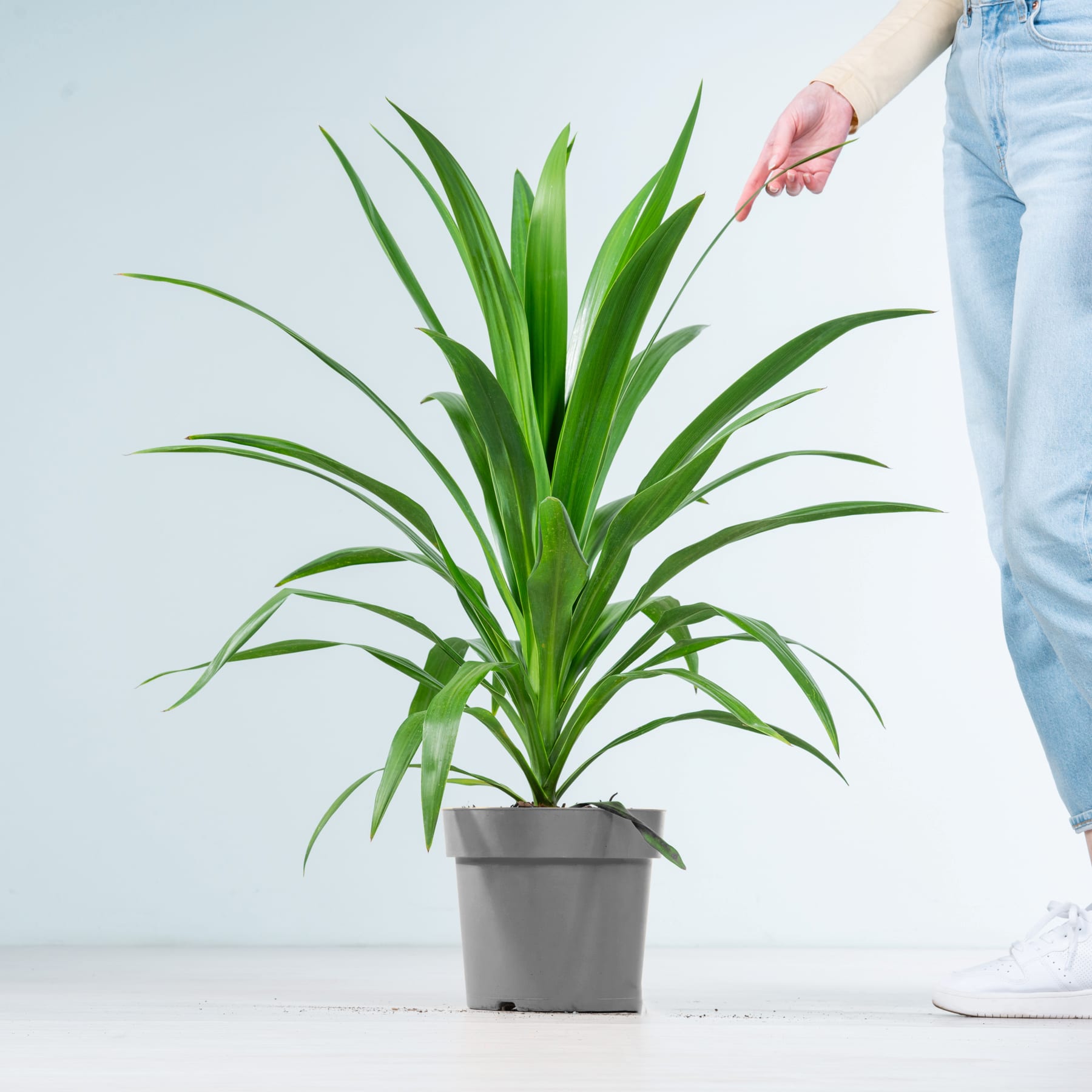 Eine große, üppig grüne Pflanze mit langen, schlanken Blättern steht in einem grauen Topf vor einem schlichten weißen Hintergrund, eine Hand streckt sich nach der Pflanze aus.