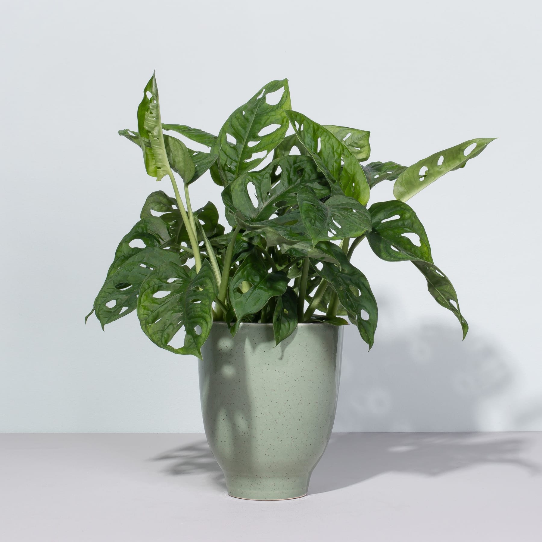 Eine Topfpflanze mit großen, grünen, durchbrochenen Blättern steht auf einer weißen Fläche vor einem schlichten Hintergrund.