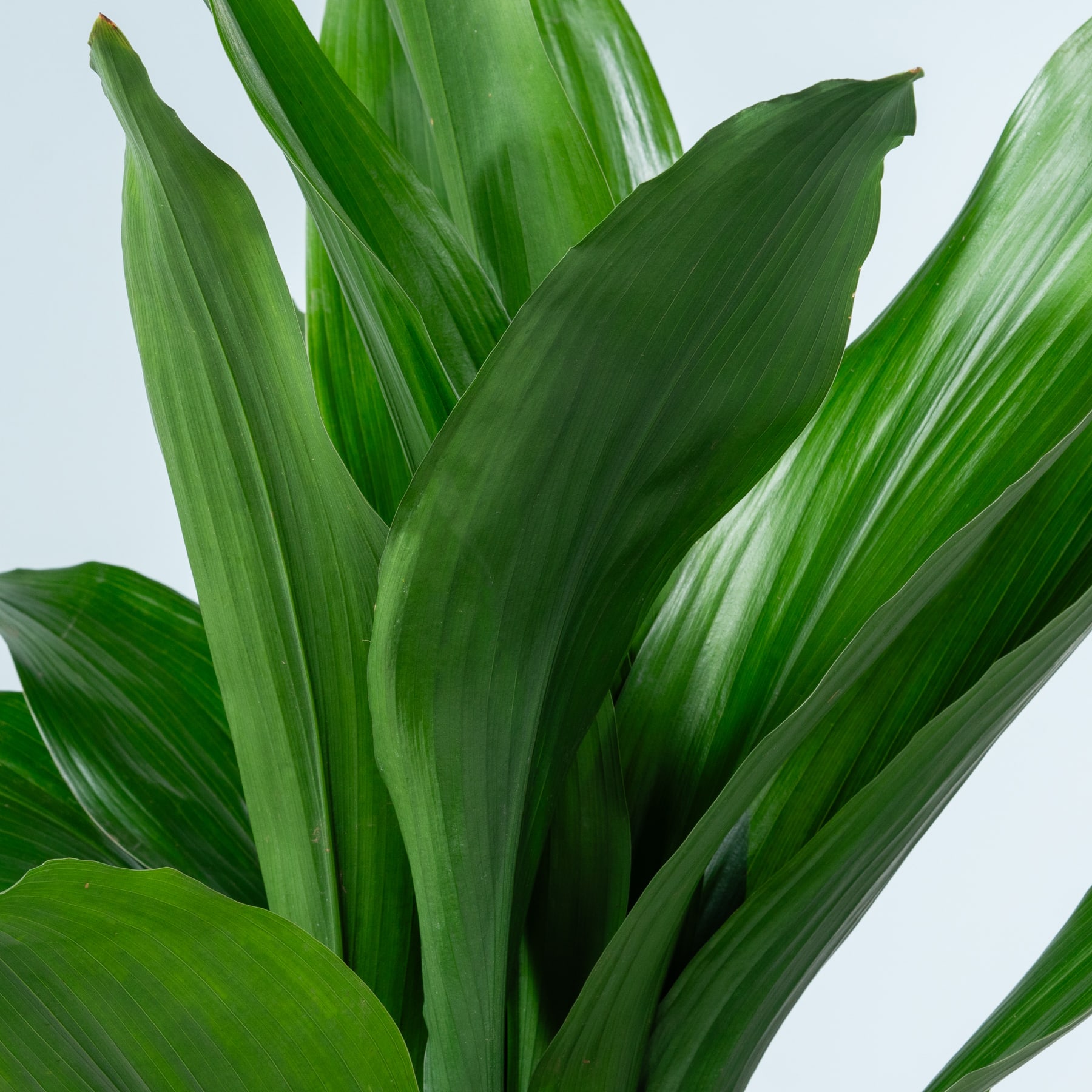 Üppige, leuchtend grüne Blätter mit glänzendem Schimmer füllen den Rahmen und schaffen eine heitere und natürliche Atmosphäre.