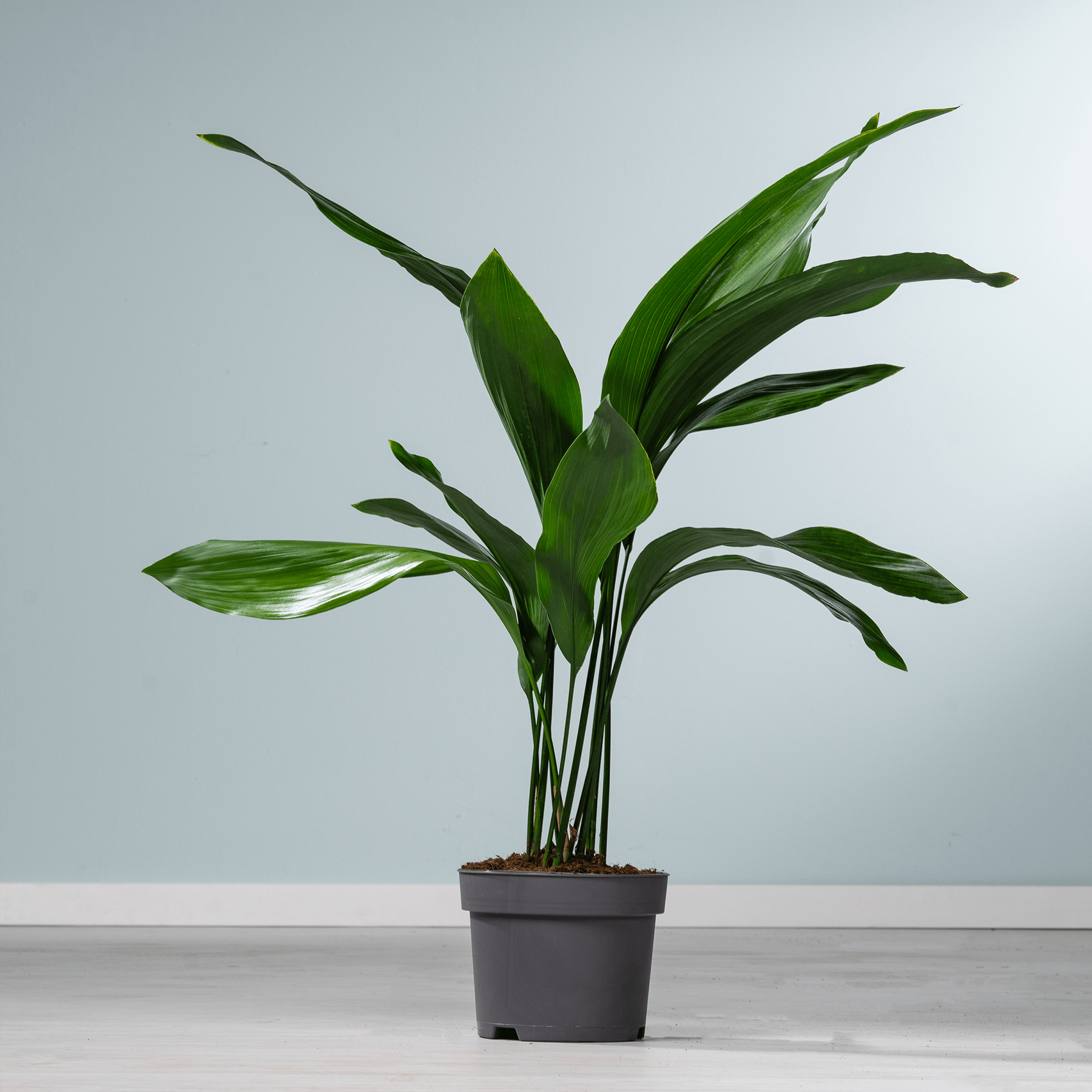 Eine üppige, grüne tropische Pflanze mit großen, länglichen Blättern steht in einem schwarzen Topf vor einem schlichten, hellen Hintergrund.