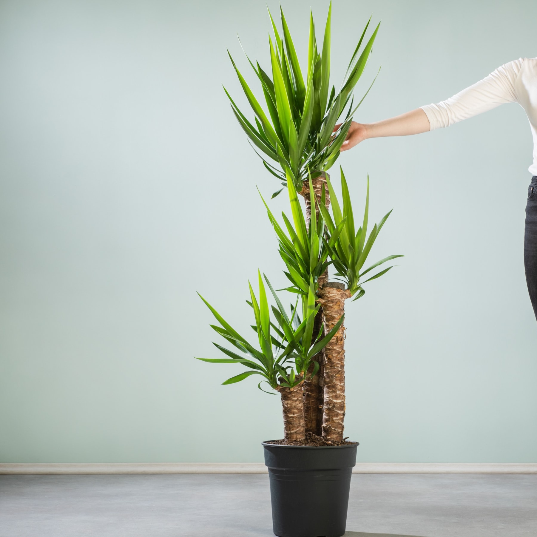 Eine große, üppig grüne Yucca-Pflanze in einem schwarzen Topf, in den eine Hand hineingreift, um die Blätter vor einem schlichten hellblaugrünen Hintergrund zurechtzurücken.