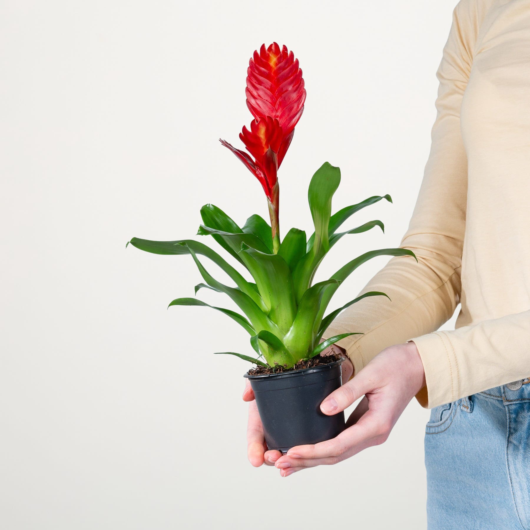 Eine leuchtend rote Bromelie mit üppigen grünen Blättern wird in den Händen einer Person gehalten, die einen beigen Pullover vor einem schlichten weißen Hintergrund trägt.