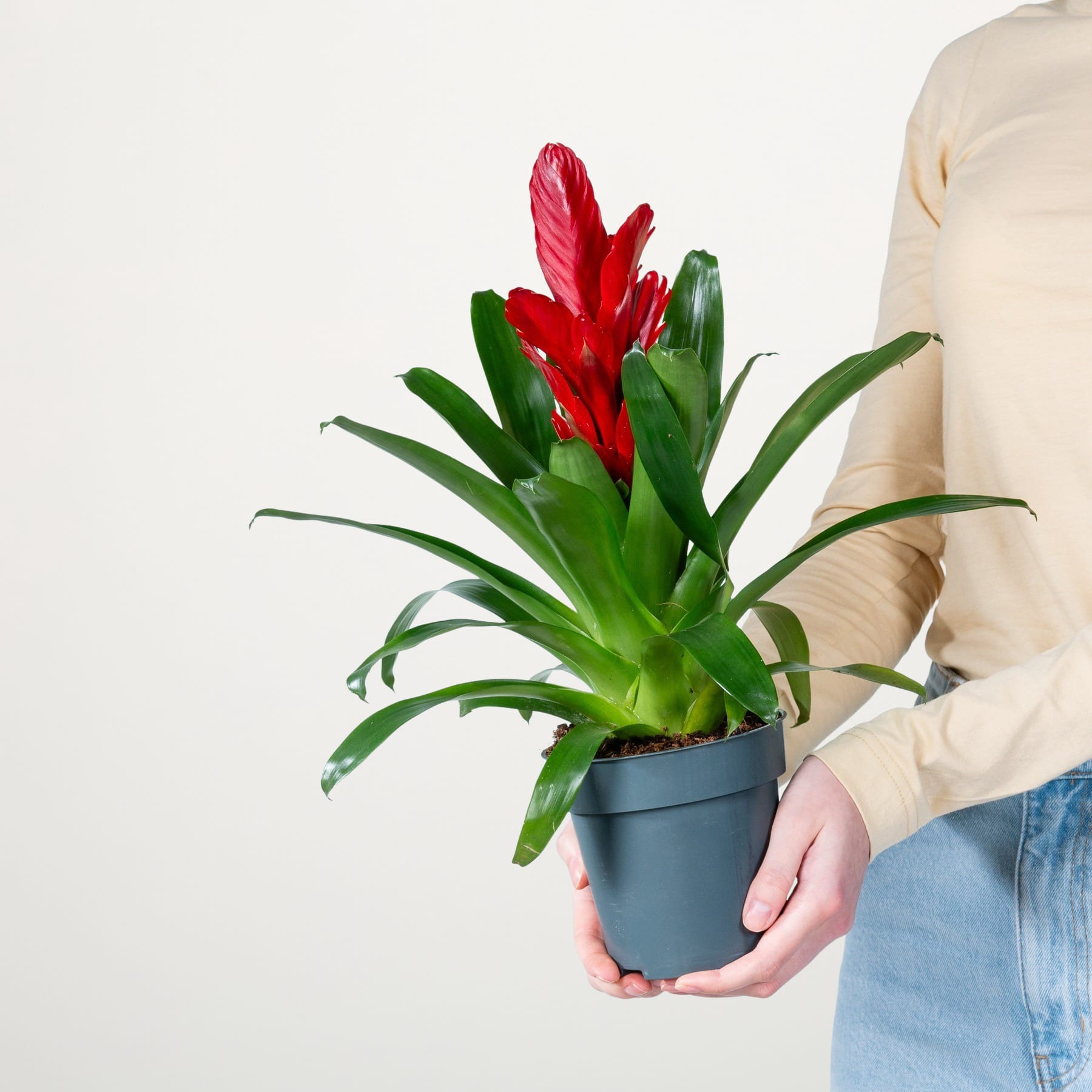Eine Person hält vor einem schlichten weißen Hintergrund eine leuchtend rote Bromelie mit üppigen grünen Blättern in den Händen.