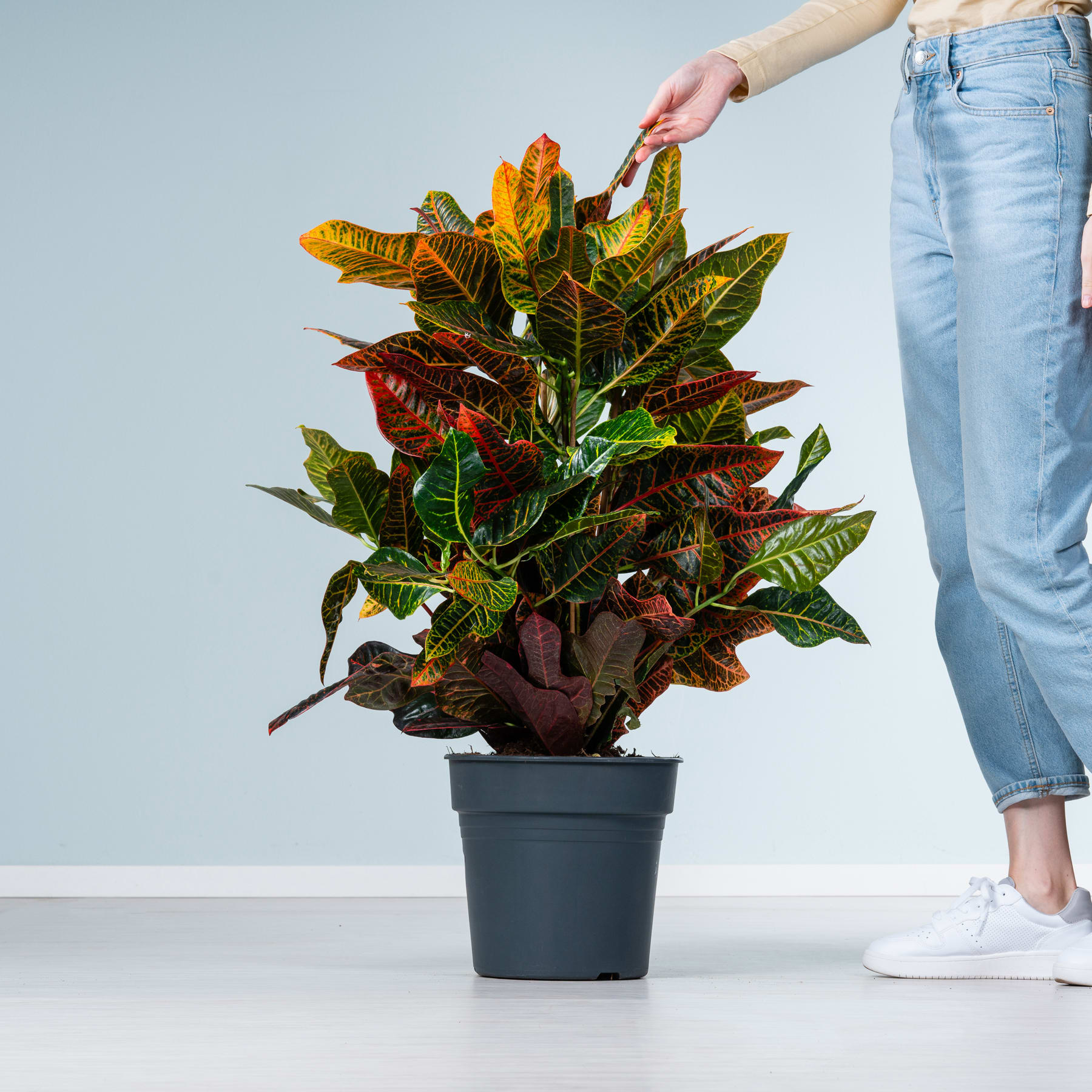 Eine leuchtend bunte Krotonpflanze in einem schwarzen Topf, gehalten von einer Person in Blue Jeans vor einem schlichten hellen Hintergrund.