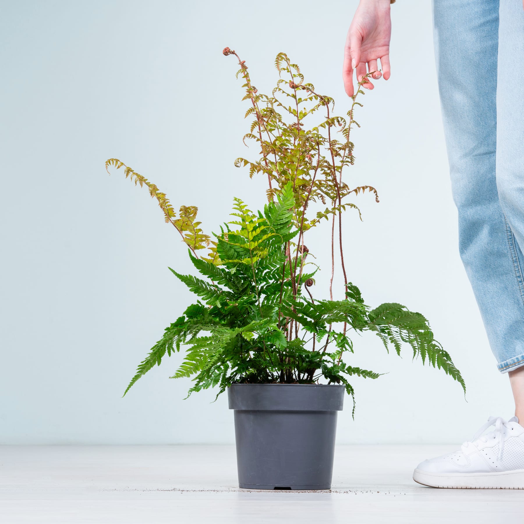 Eine Topfpflanze mit üppigen grünen Farnen und gelben Blüten steht auf einem Holzboden, im Hintergrund sind die Beine und Füße einer Person sichtbar.