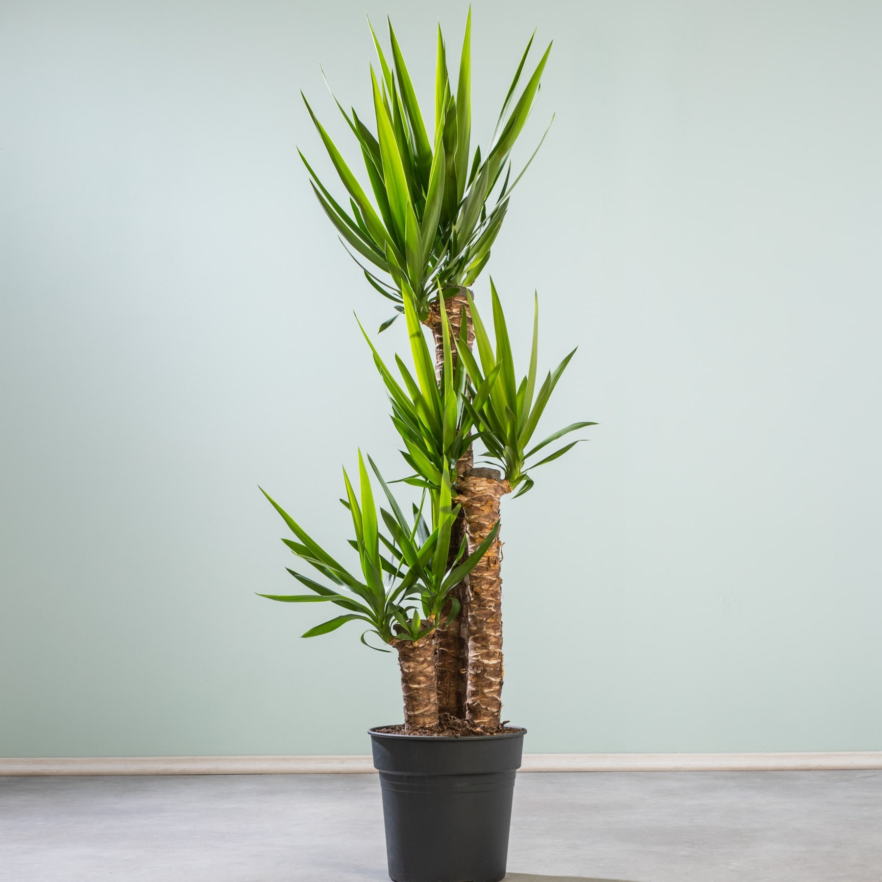 Vor einer schlichten, hellen Wand steht eine Topfpflanze mit langen, grünen Blättern.