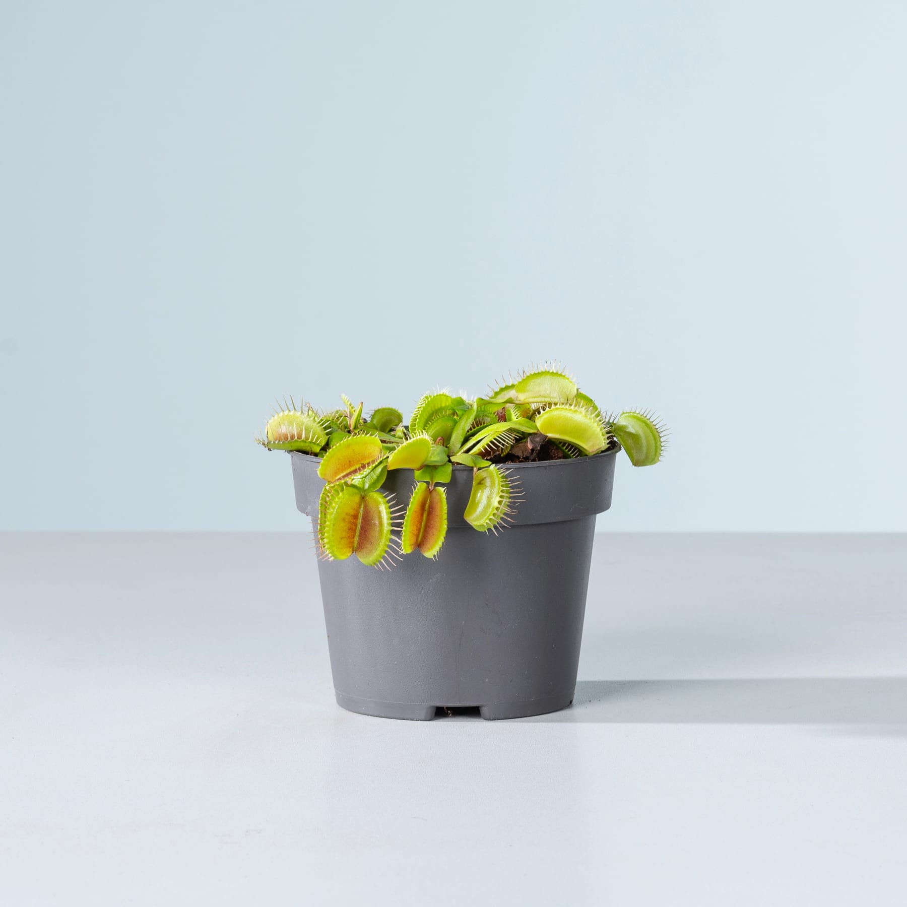 Ein schwarzer Plastiktopf mit mehreren fleischfressenden Venusfliegenfallenpflanzen mit ihren charakteristischen grünen Blättern und offenen Fallen vor einem schlichten hellblauen Hintergrund.