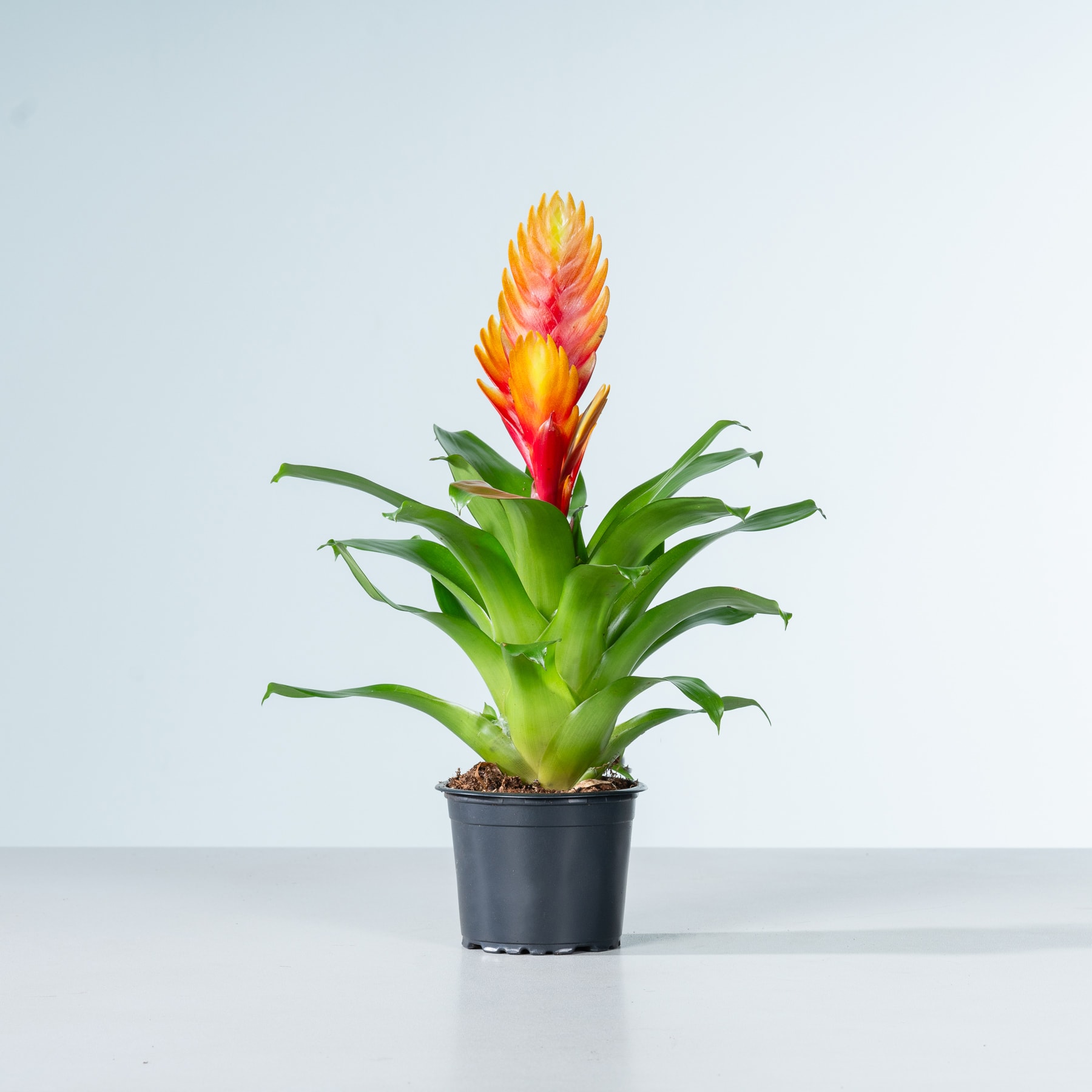 Eine farbenfrohe Bromelienpflanze mit leuchtend orangefarbenen und roten Blüten steht in einem schwarzen Topf vor einem schlichten weißen Hintergrund.