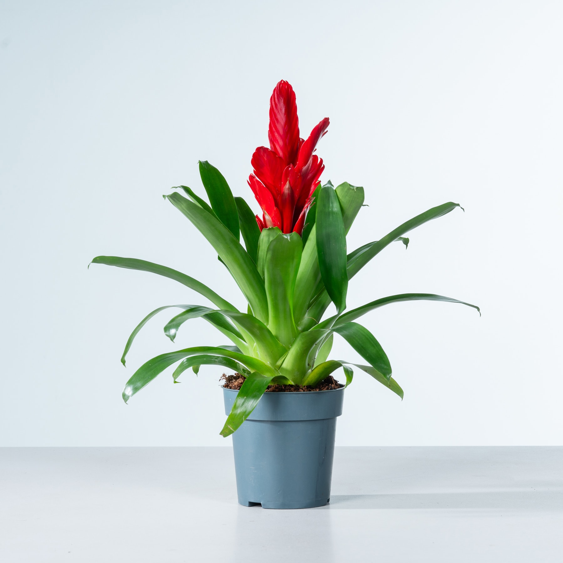 Eine leuchtend rote Bromelie mit üppigen grünen Blättern steht in einem grauen Topf vor einem schlichten weißen Hintergrund.