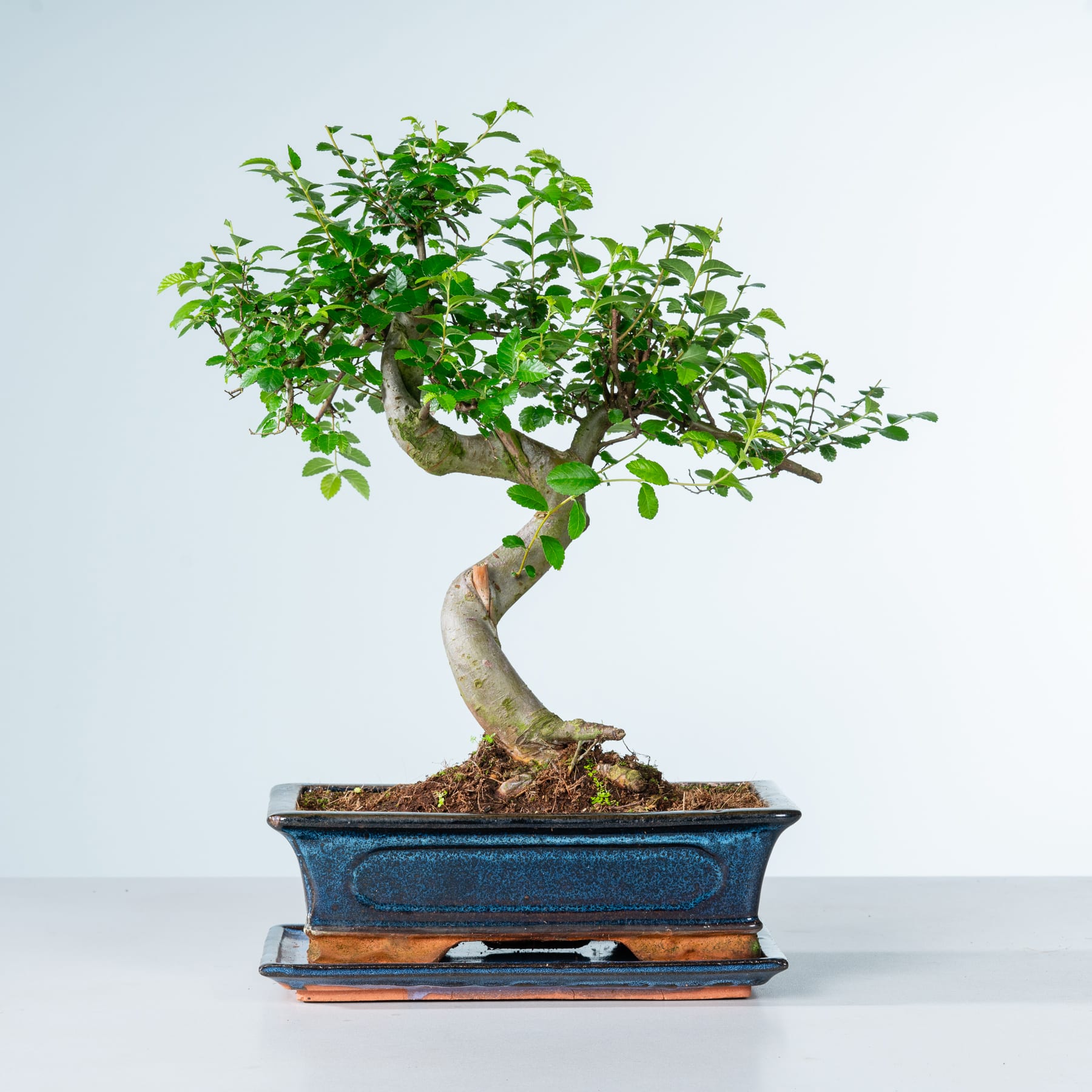 Ein kleiner, üppig grüner Bonsai-Baum mit verdrehten Zweigen steht in einem blauen Keramiktopf auf einer Holzoberfläche vor einem schlichten weißen Hintergrund.