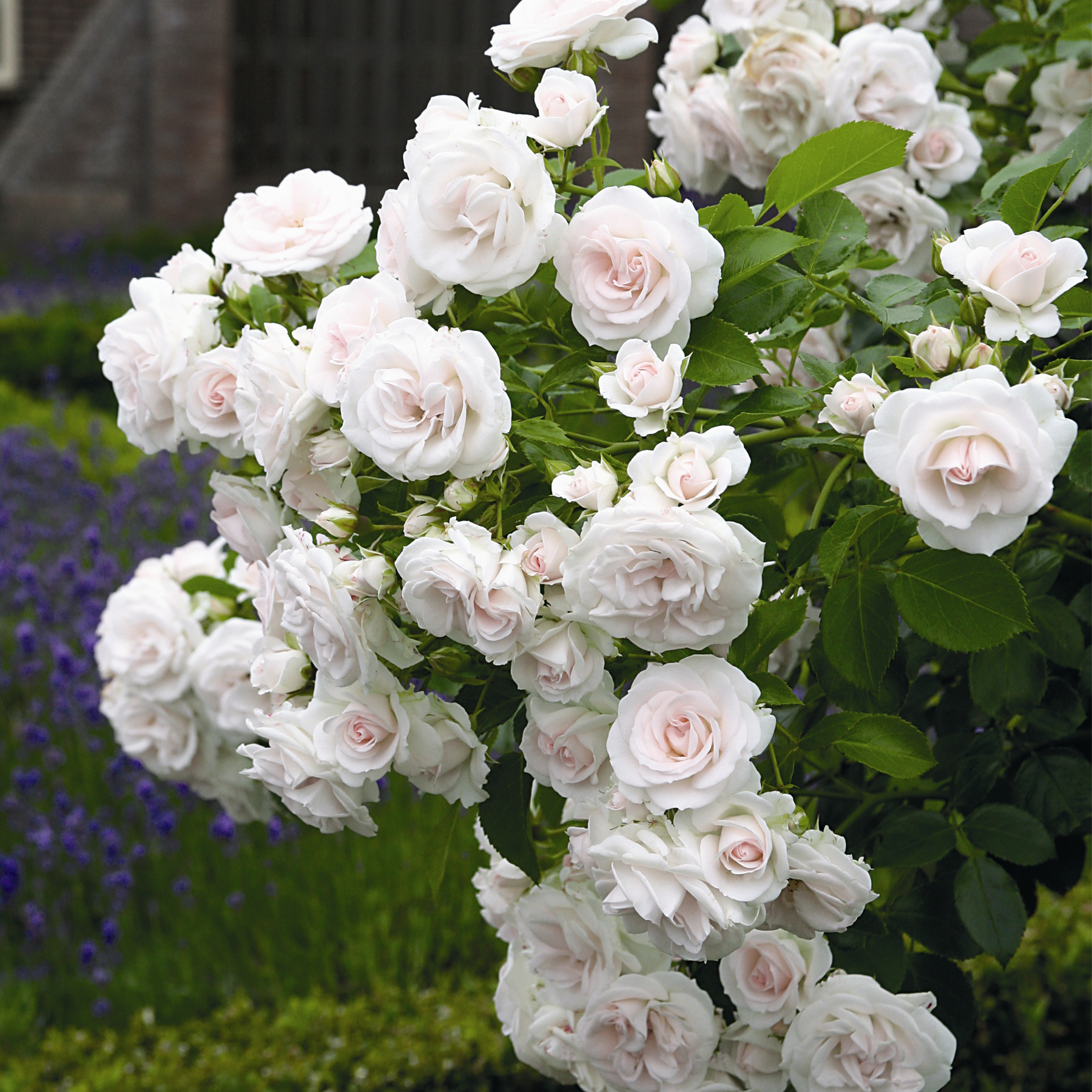 Im Vordergrund steht ein üppig blühender Busch mit zarten, blassrosa und weißen Rosen, im Hintergrund umgeben von einem grünen Garten mit violetten Blumen.